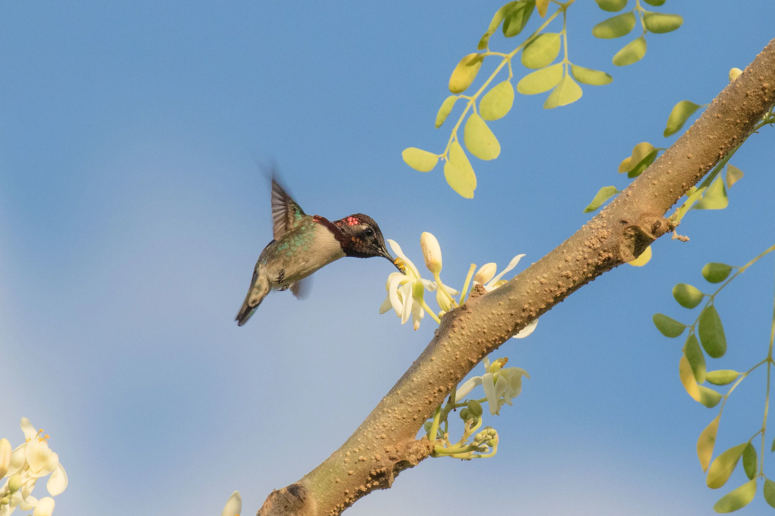 Bee Hummingbird
