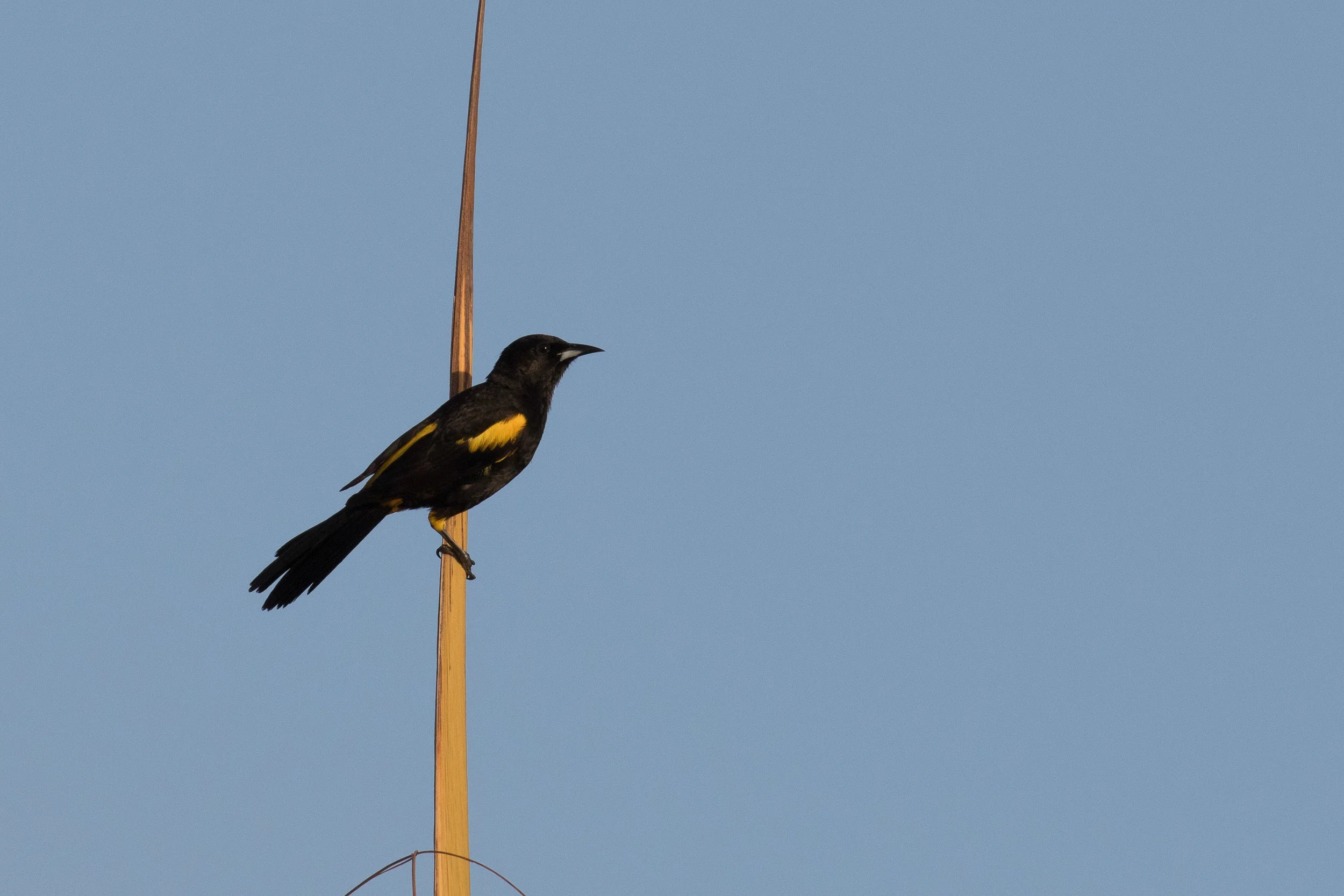 Cuban Oriole