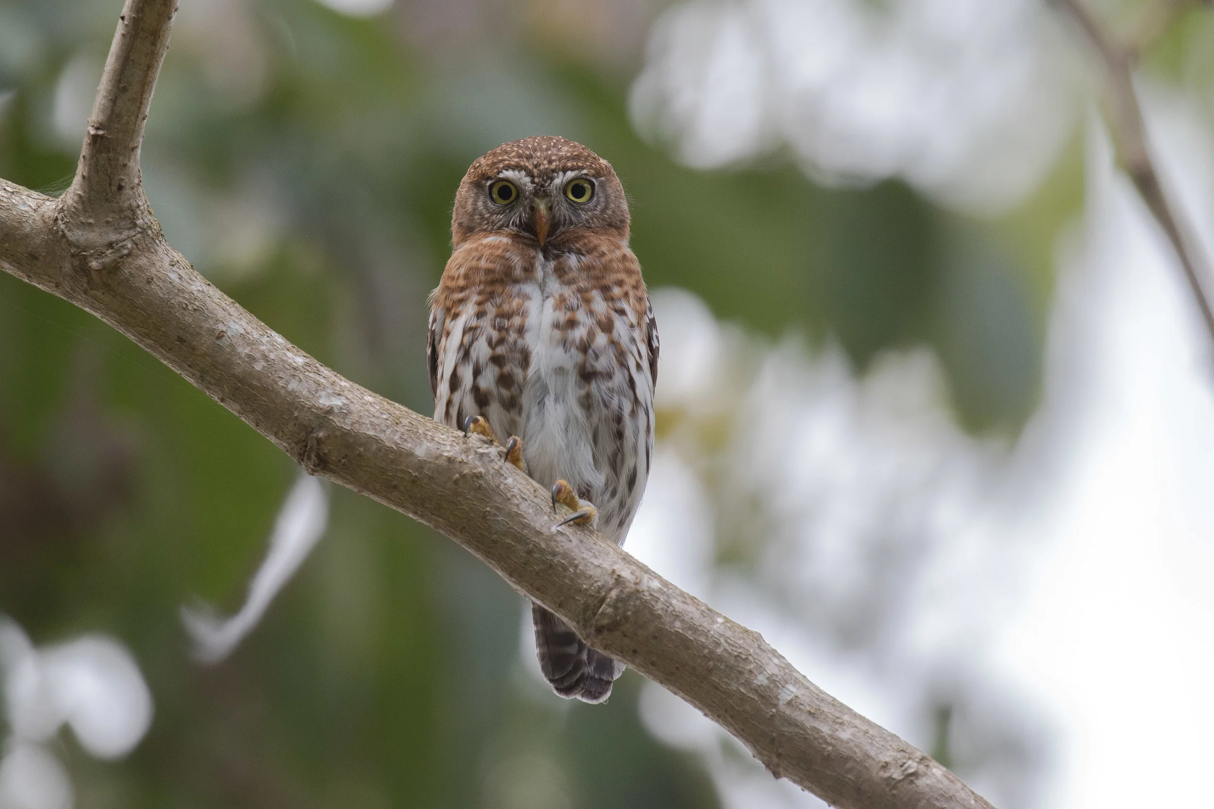 Cuban Pygmy-Owl
