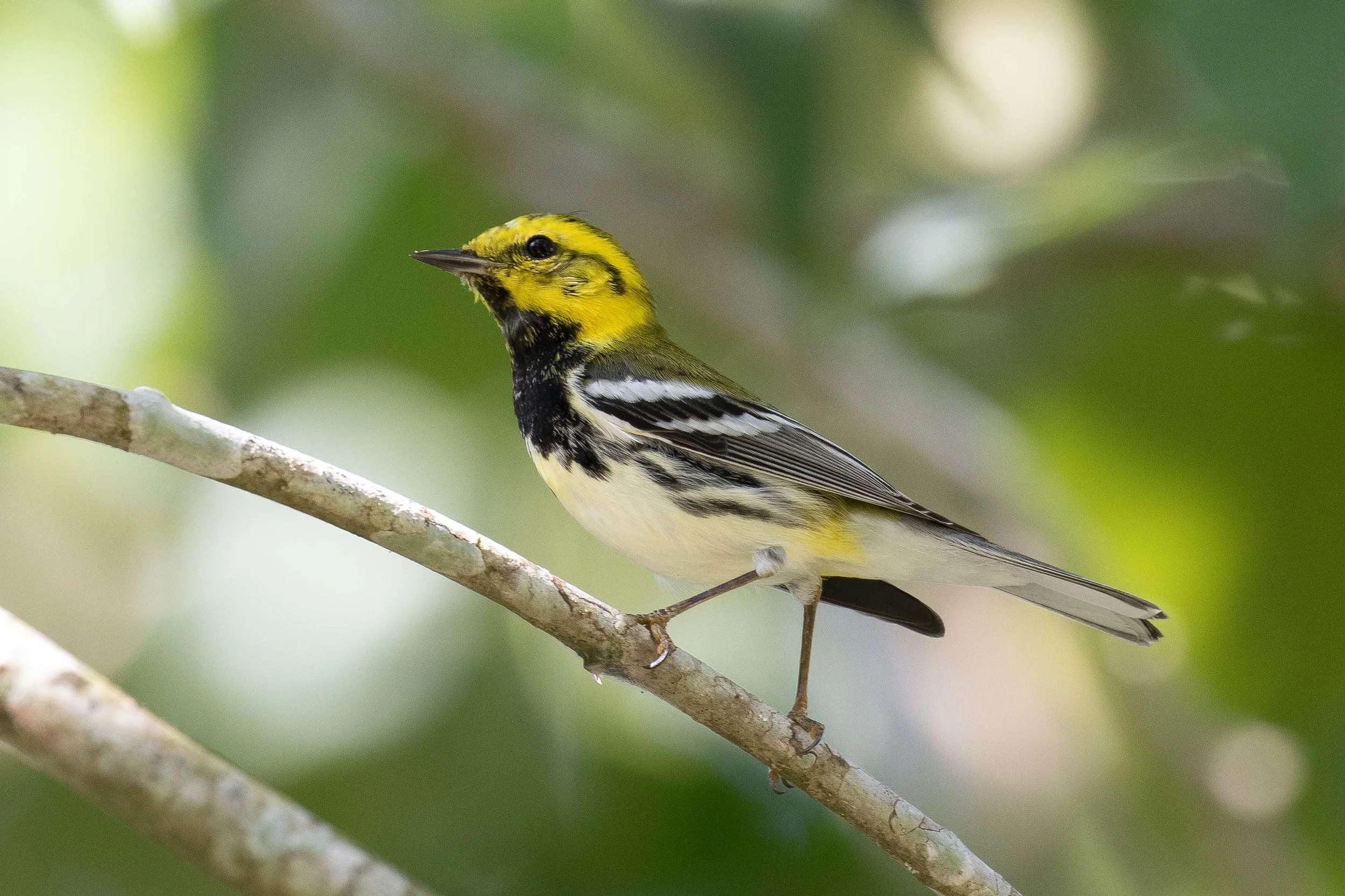 Black-throated Green Warbler