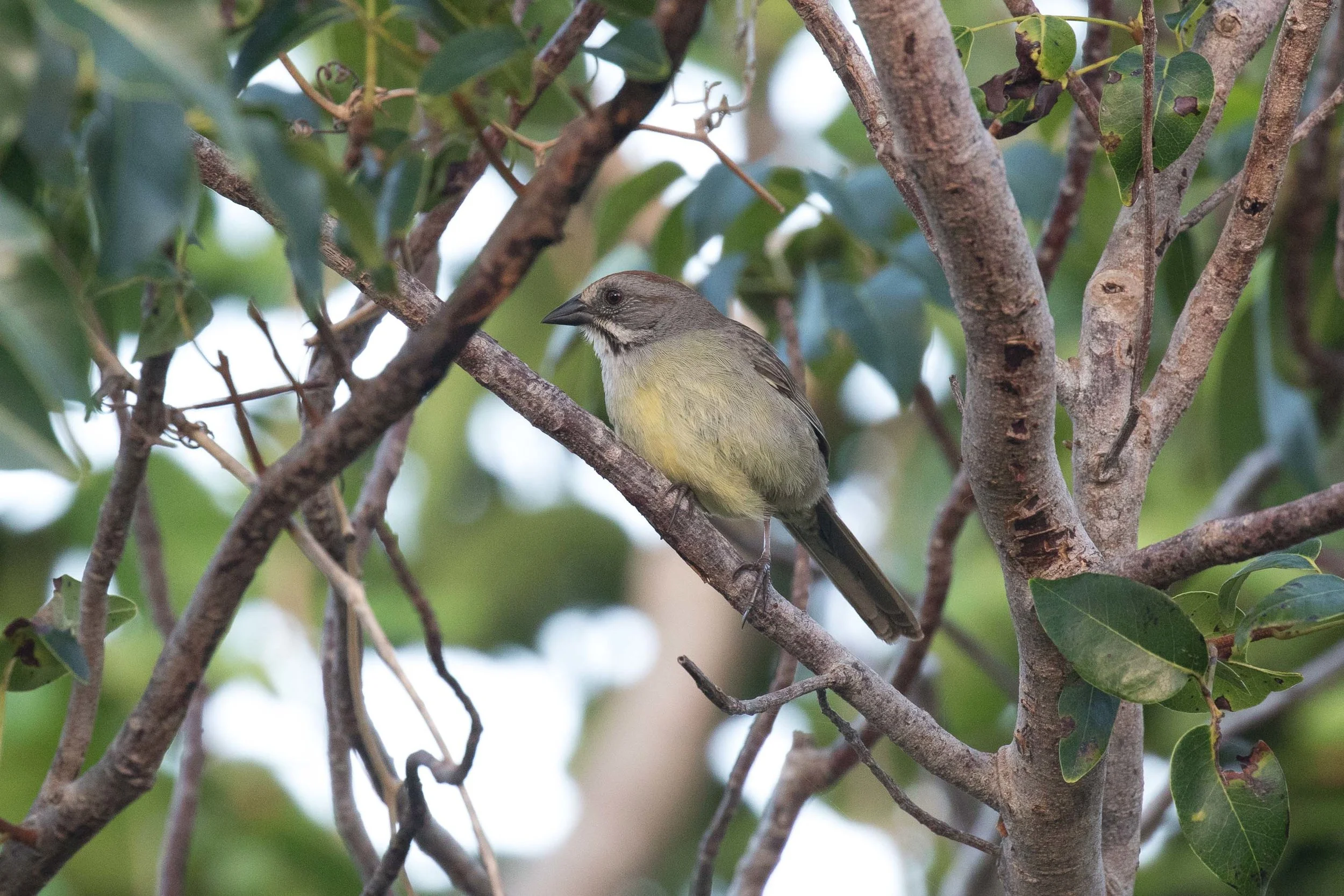 Zapata Sparrow
