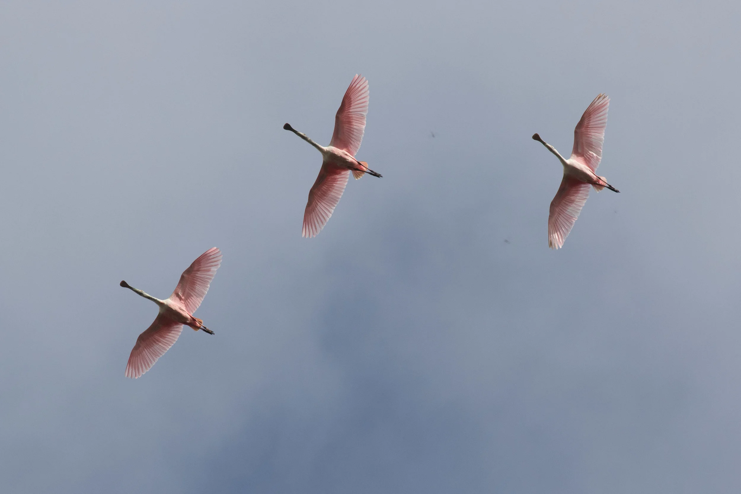 Roseate Spoonbills