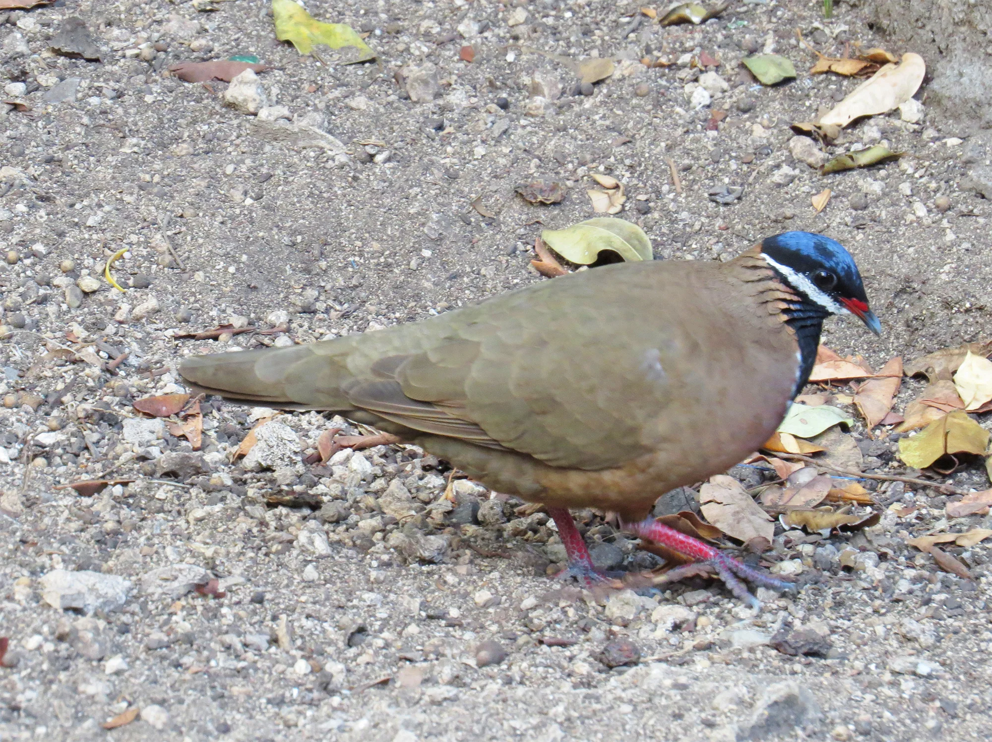 Blue-headed Quail-Dove