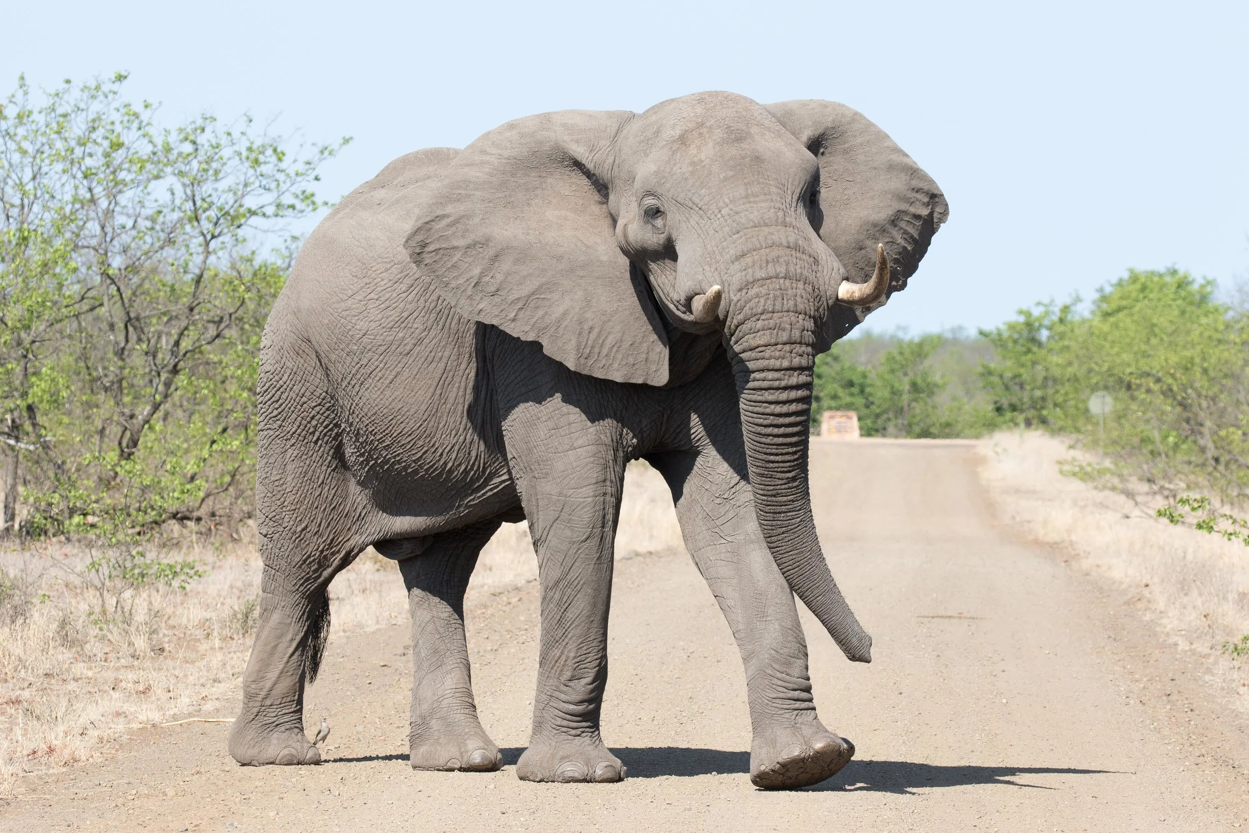 African Elephant