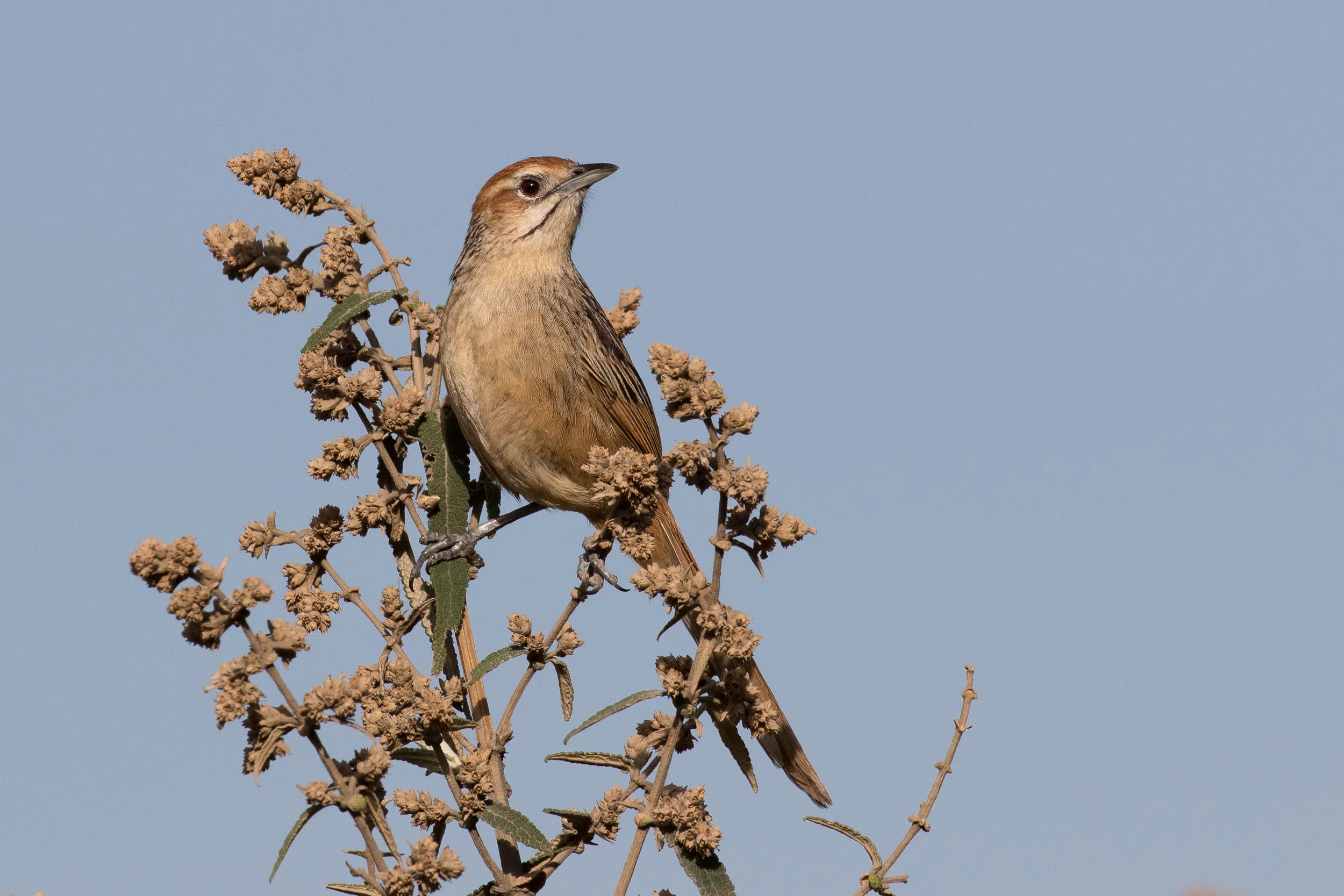 Cape Grassbird