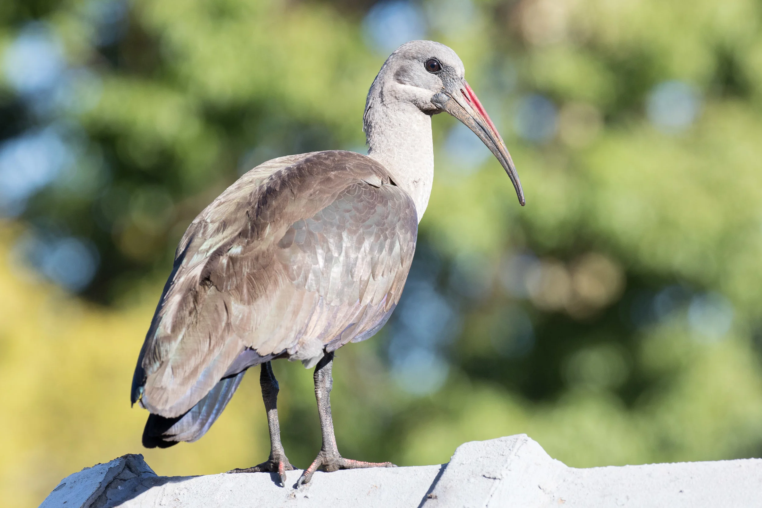 Hadada Ibis