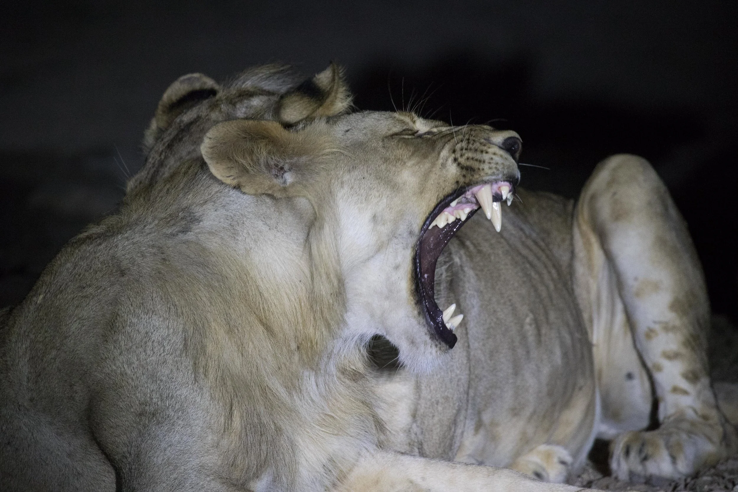 Lion brothers