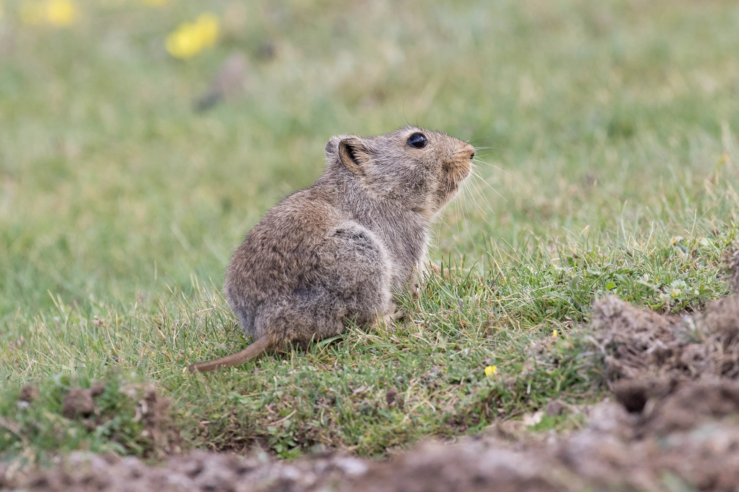 Sloggett's Rat