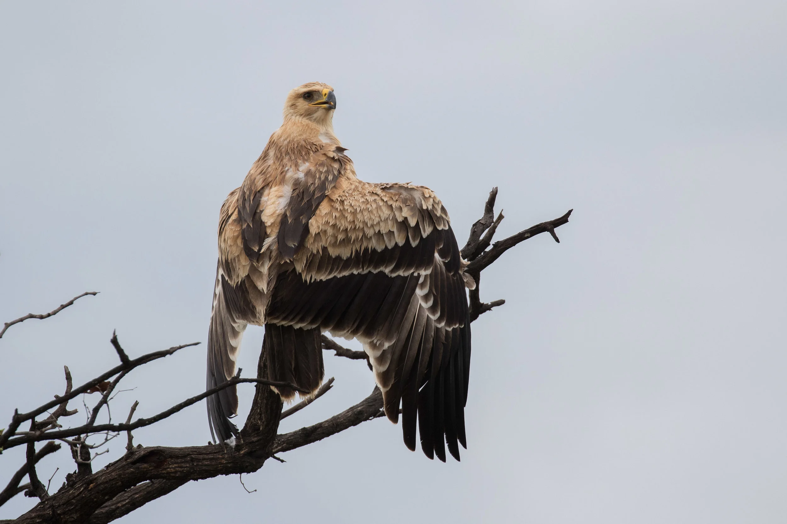 Tawny Eagle