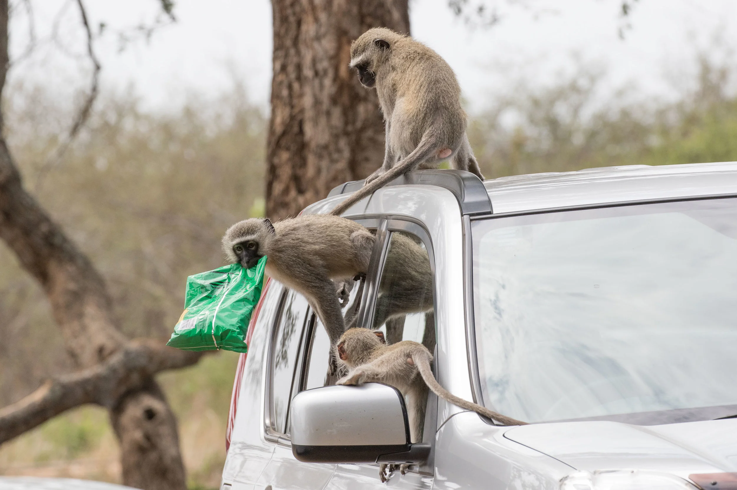 Naughty Vervet Monkeys