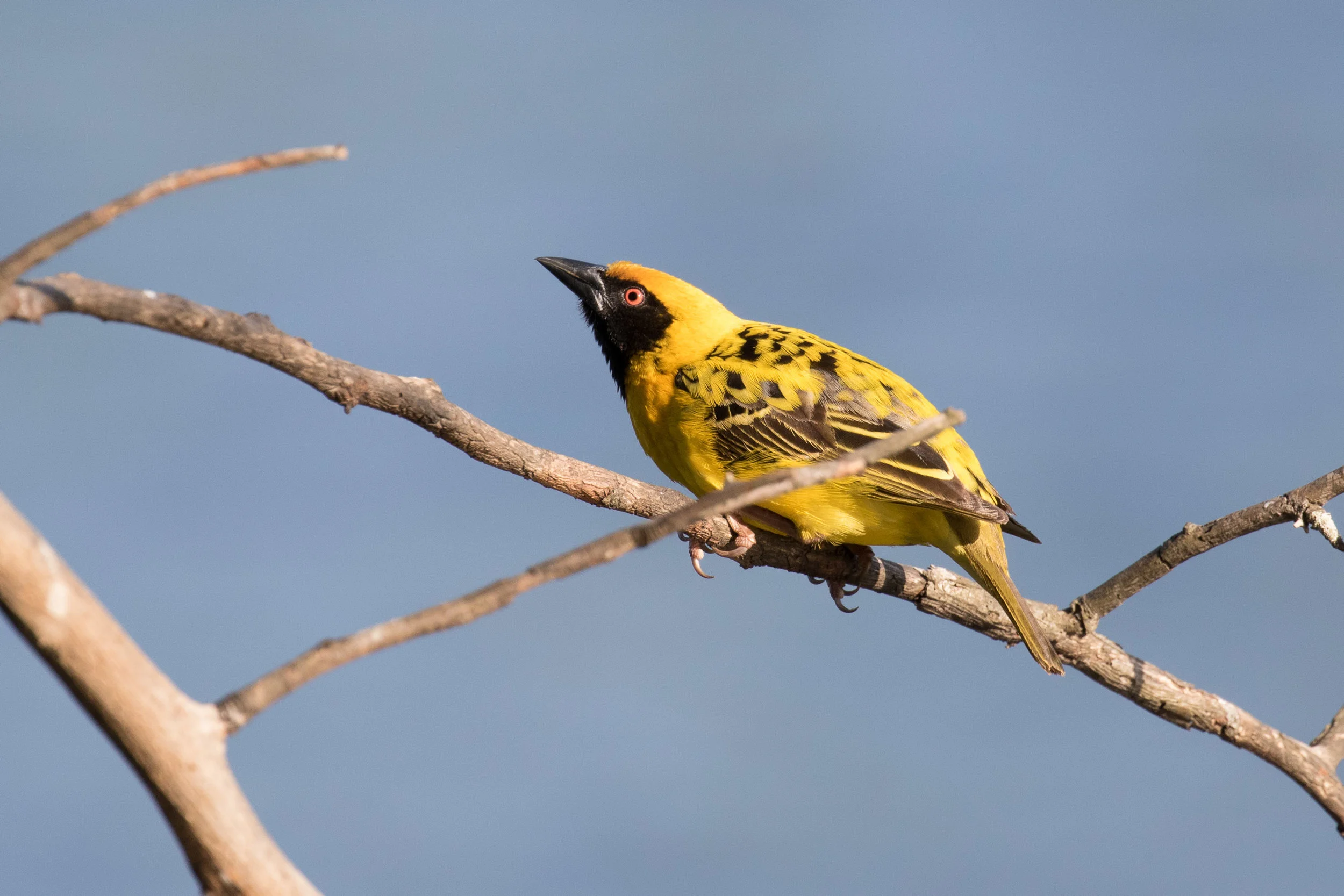 Village Weaver