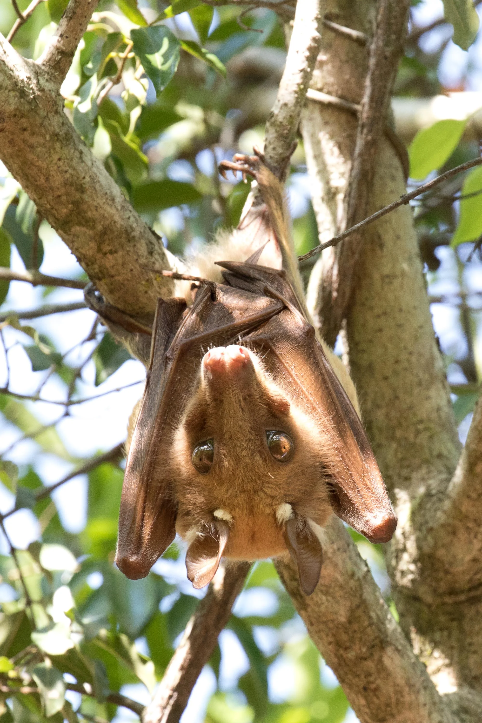 Wahlberg's Epauletted Fruit Bat