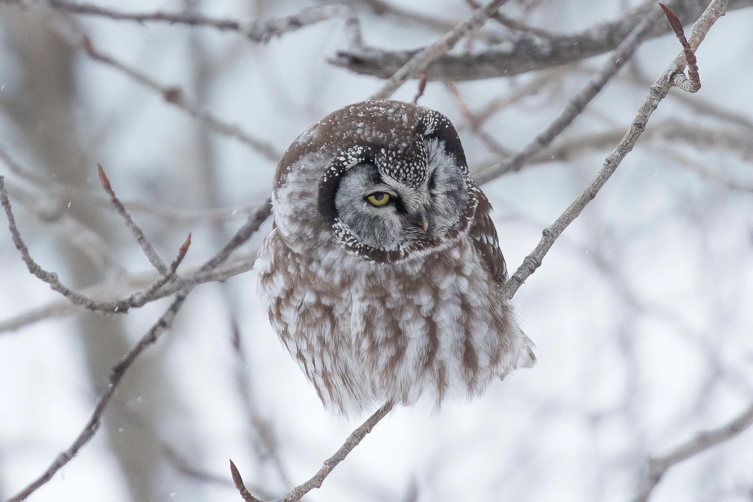 Boreal Owl