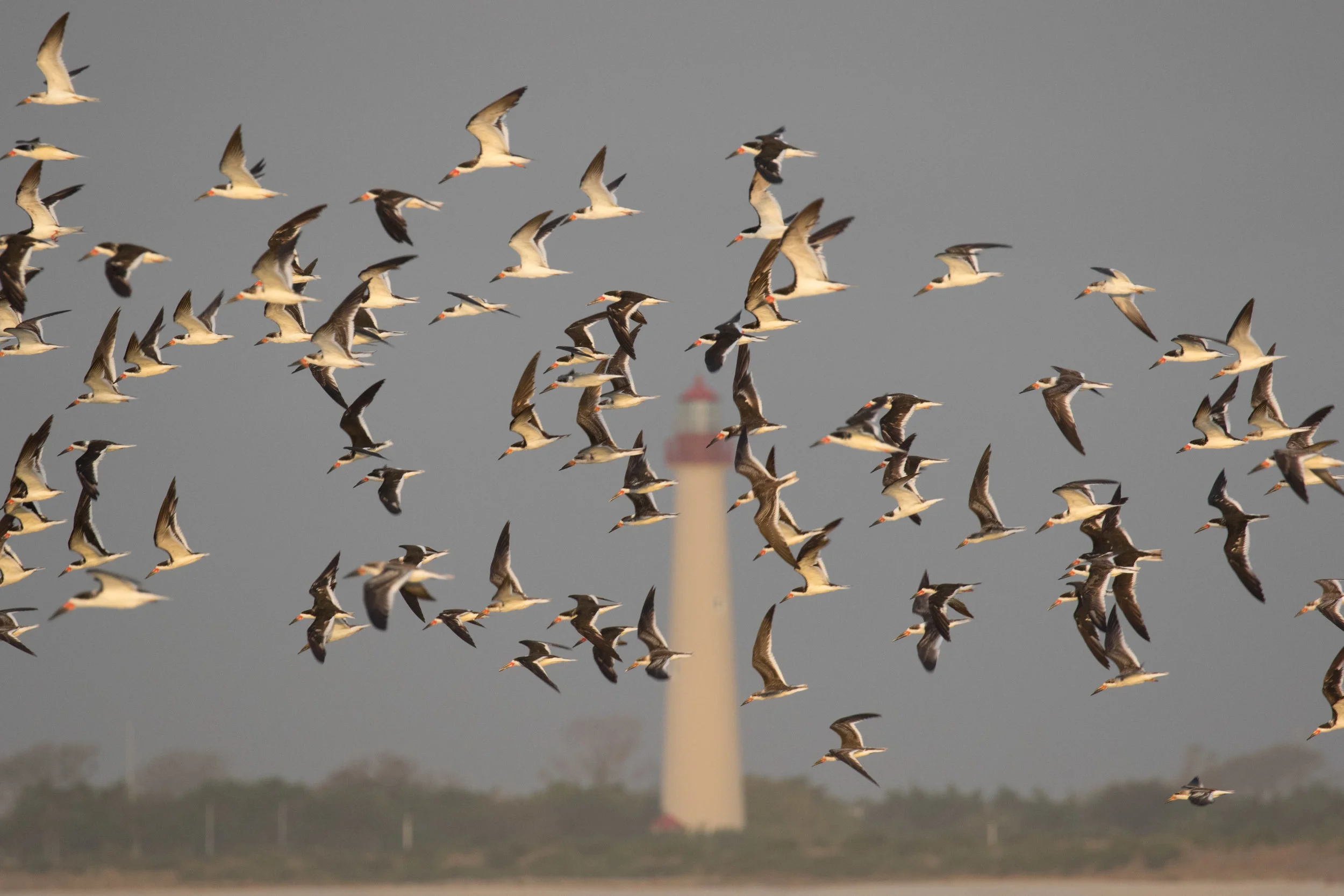 Black Skimmer