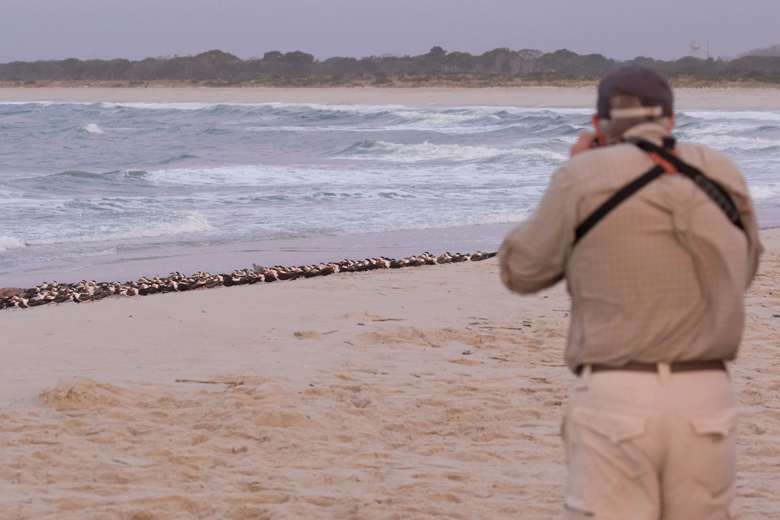 Photographing skimmers