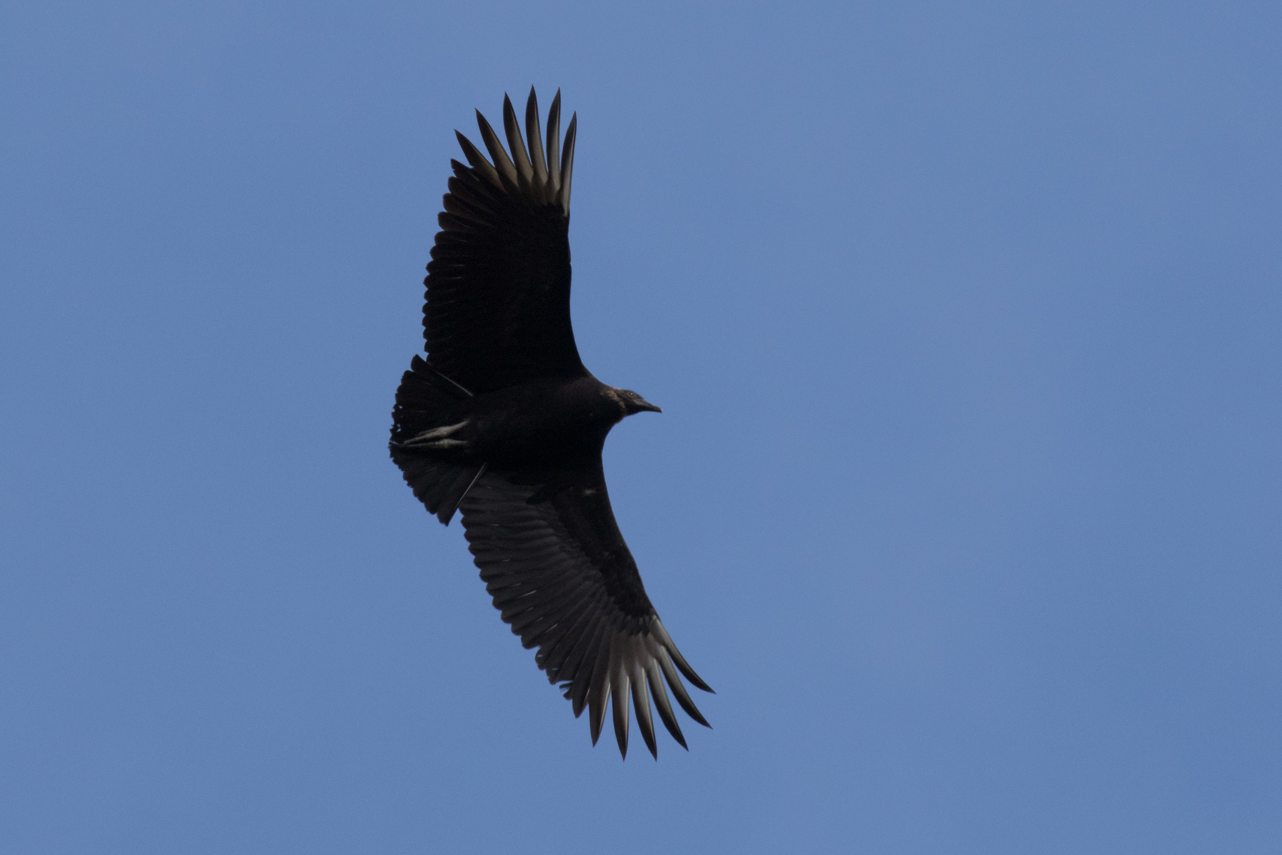 Black Vulture