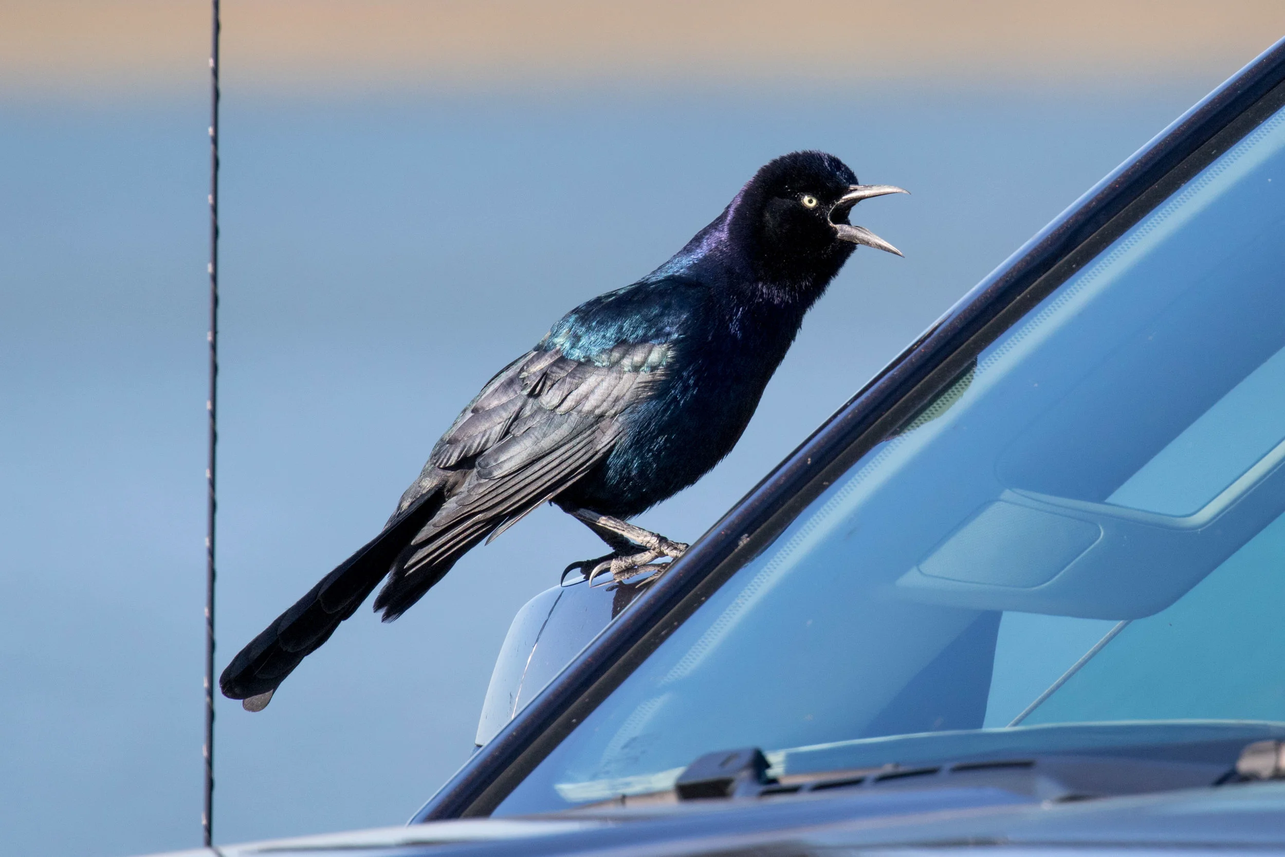 Boat-tailed Grackle