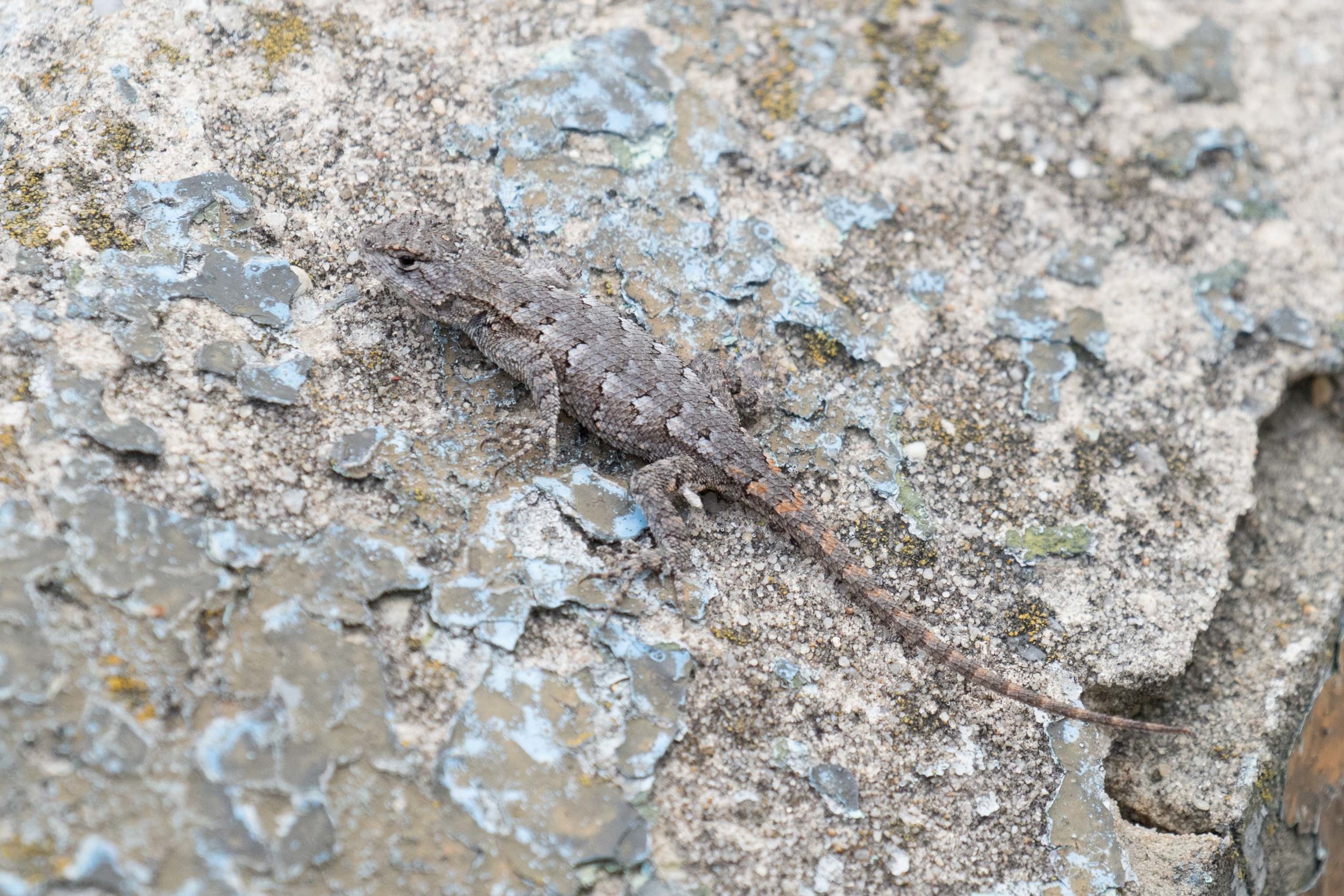 Eastern Fence Lizard