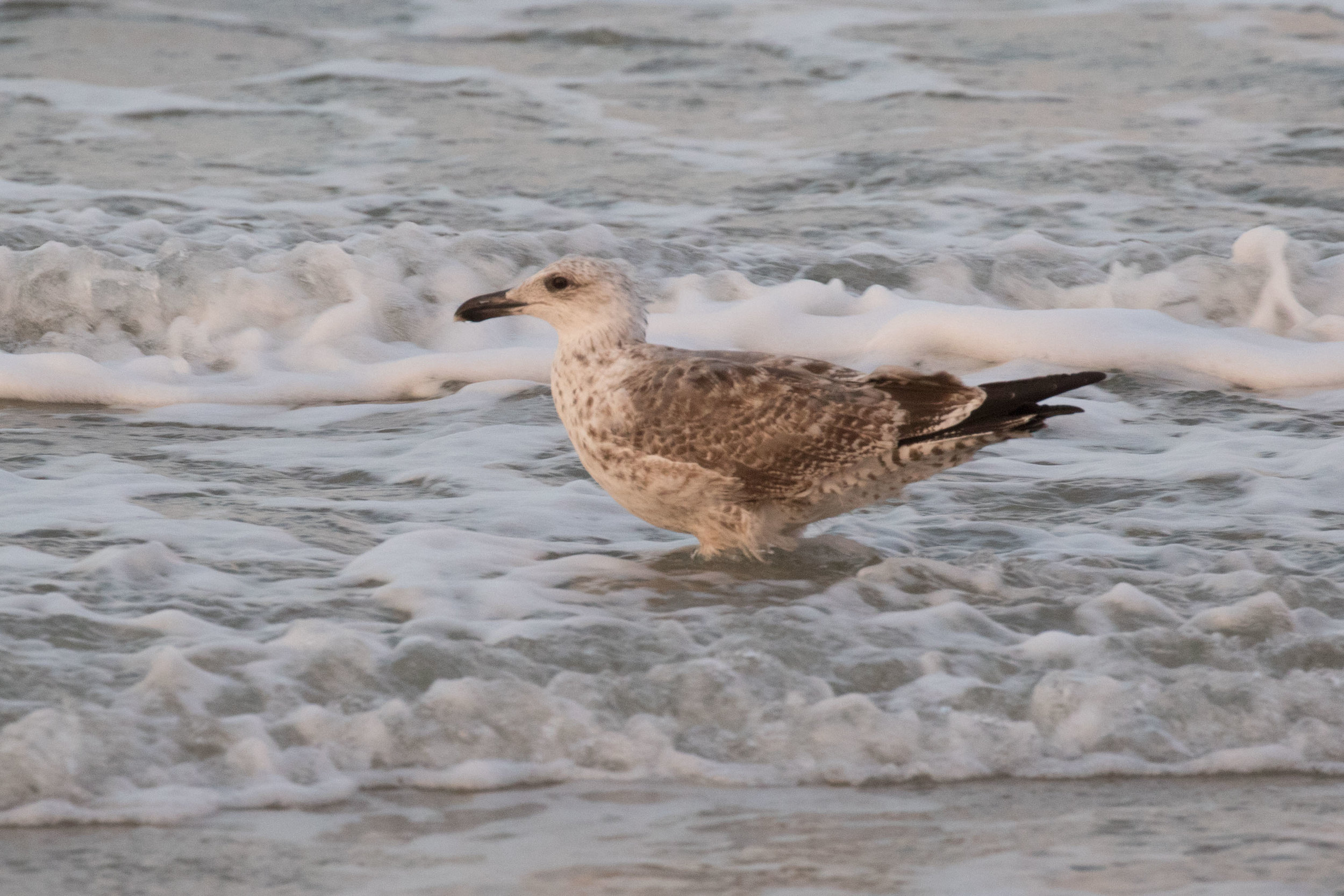 Lesser Black-backed Gull