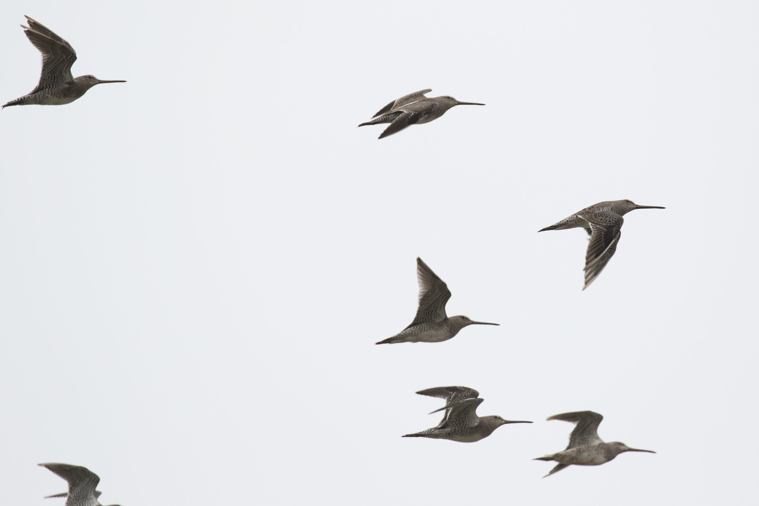 Long-billed Dowitcher