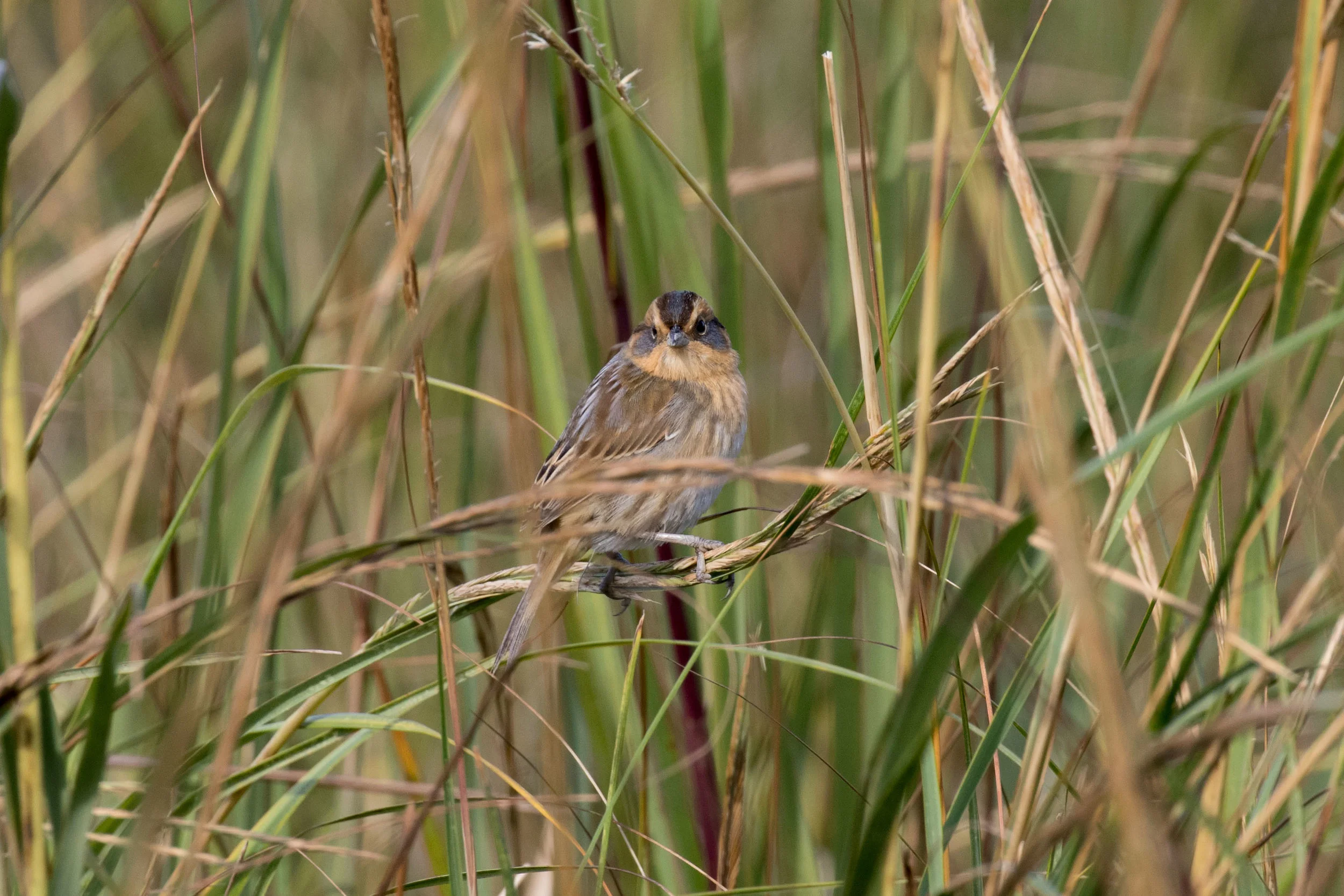 Nelson's Sparrow