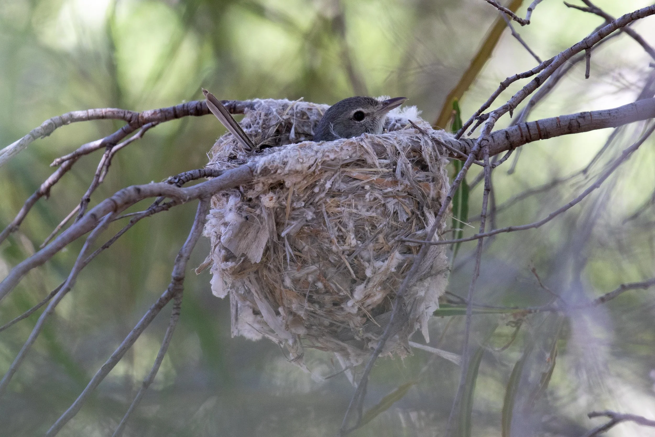 Bell's Vireo on nest