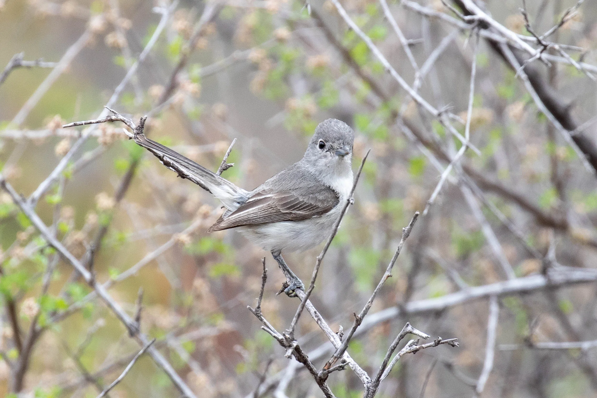 Gray Vireo