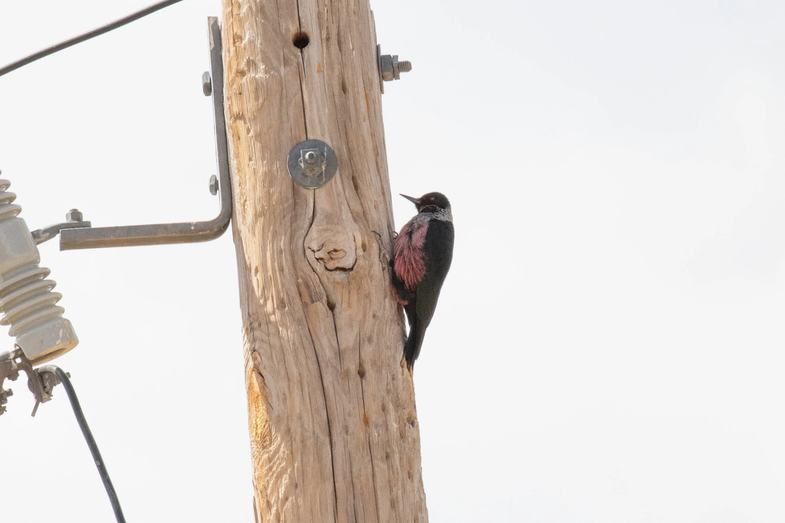 Lewis's Woodpecker