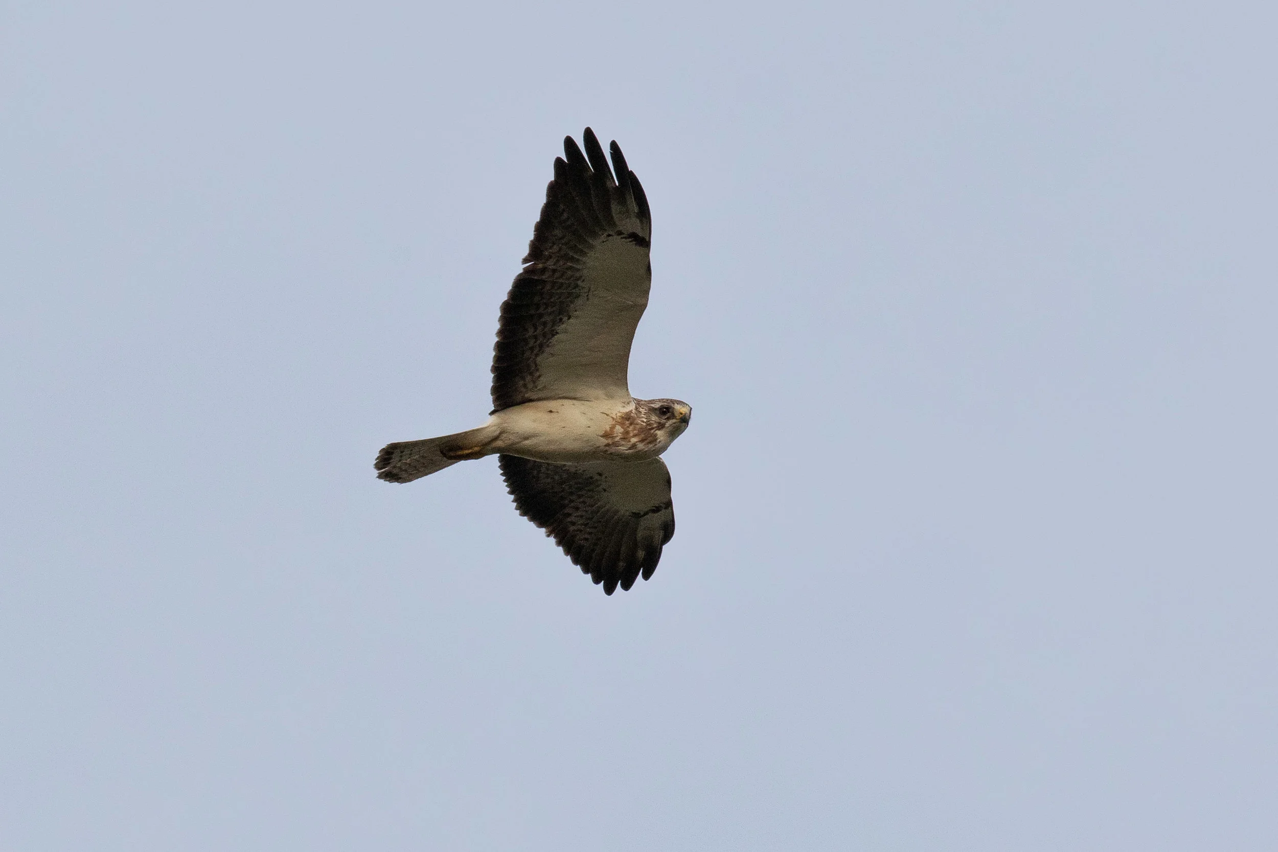 Swainson's Hawk