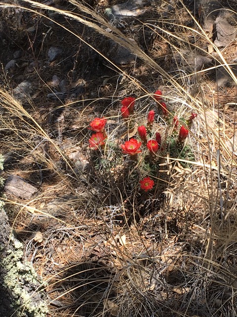 Texas Claret Cup Cactus in bloom.