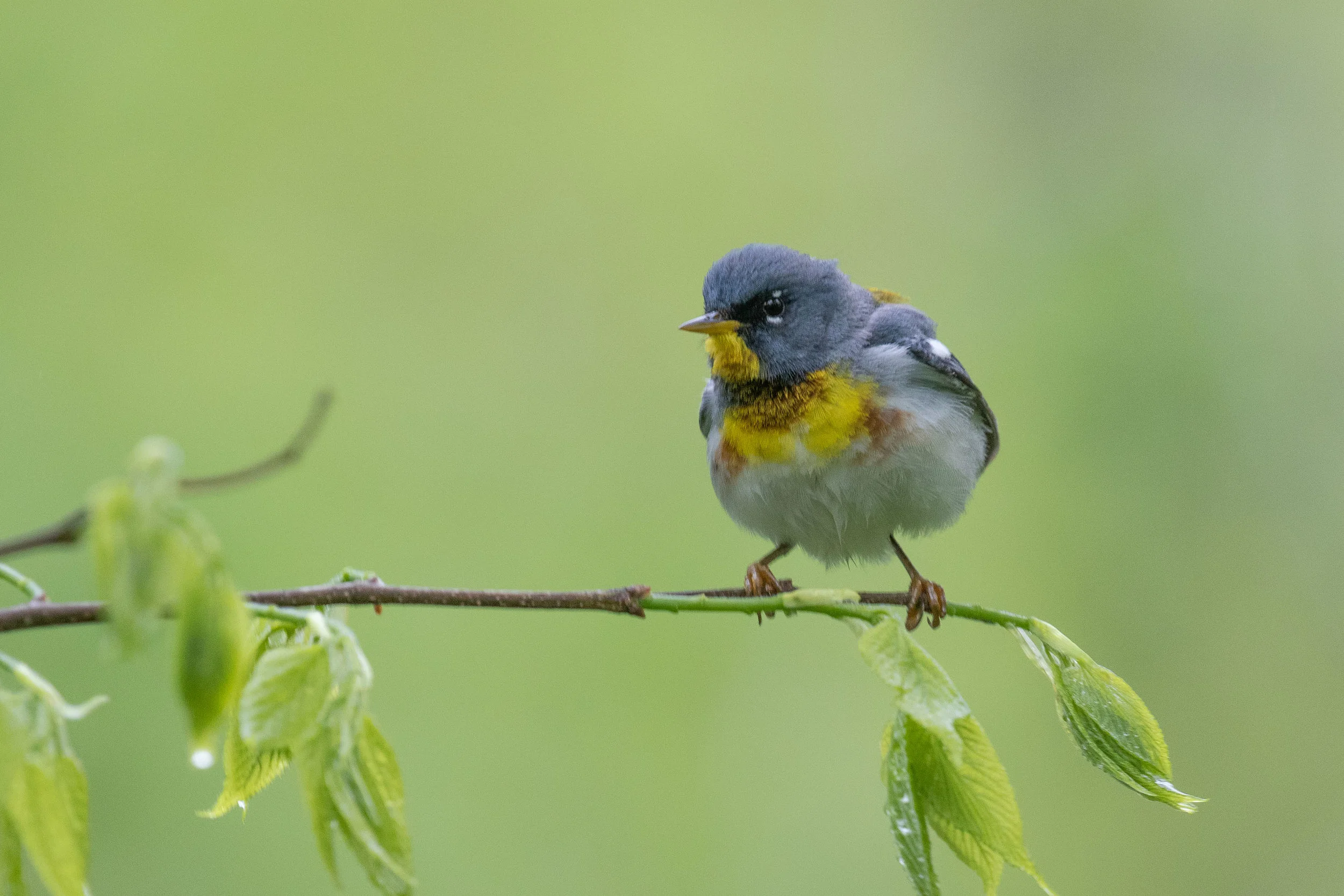 Northern Parula from a guided trip last week, at LaBagh Woods Forest Preserve in Chicago.