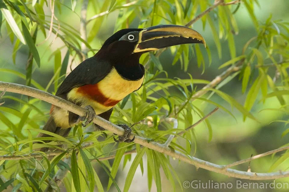 Chestnut-eared Aracari