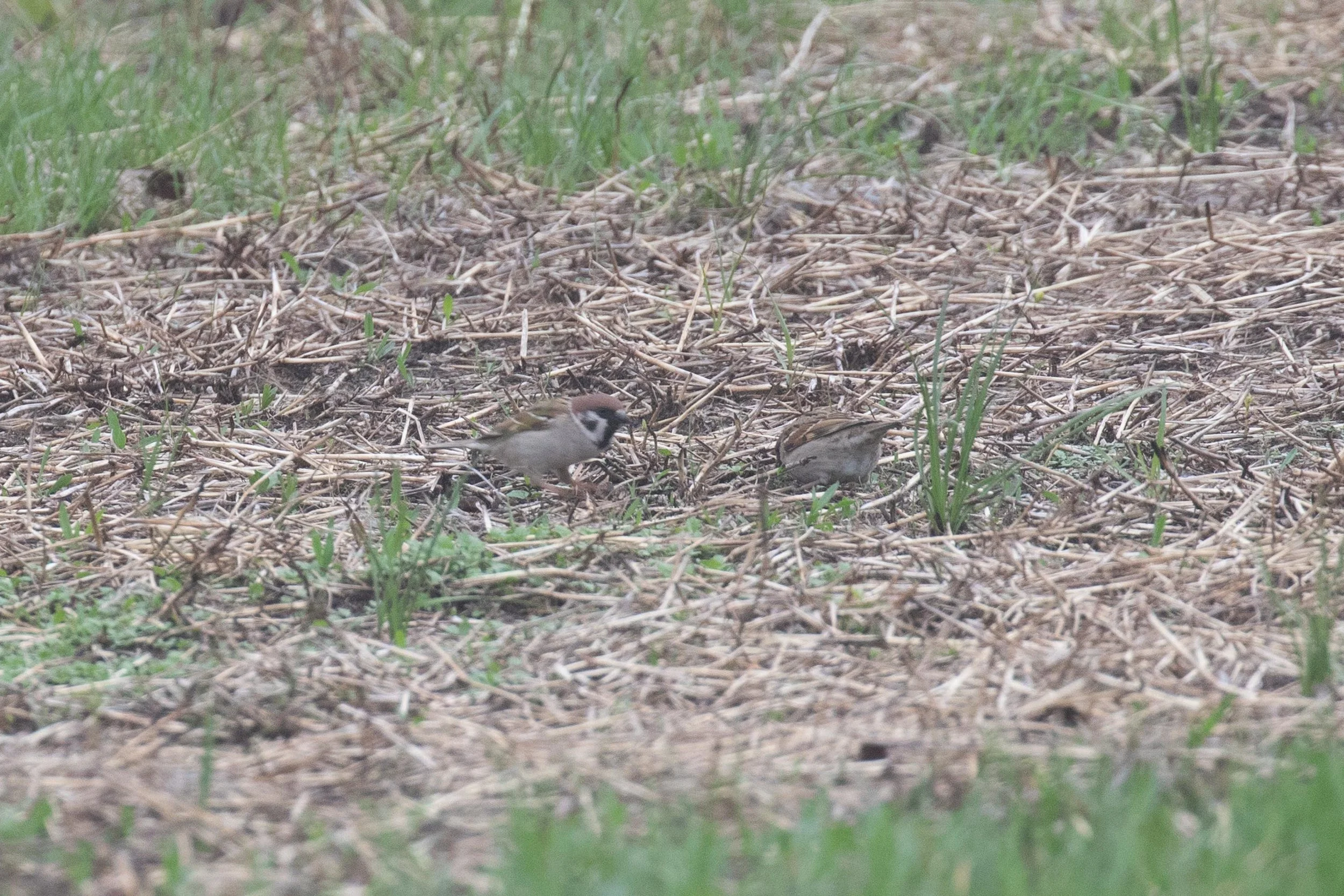 Eurasian Tree Sparrows
