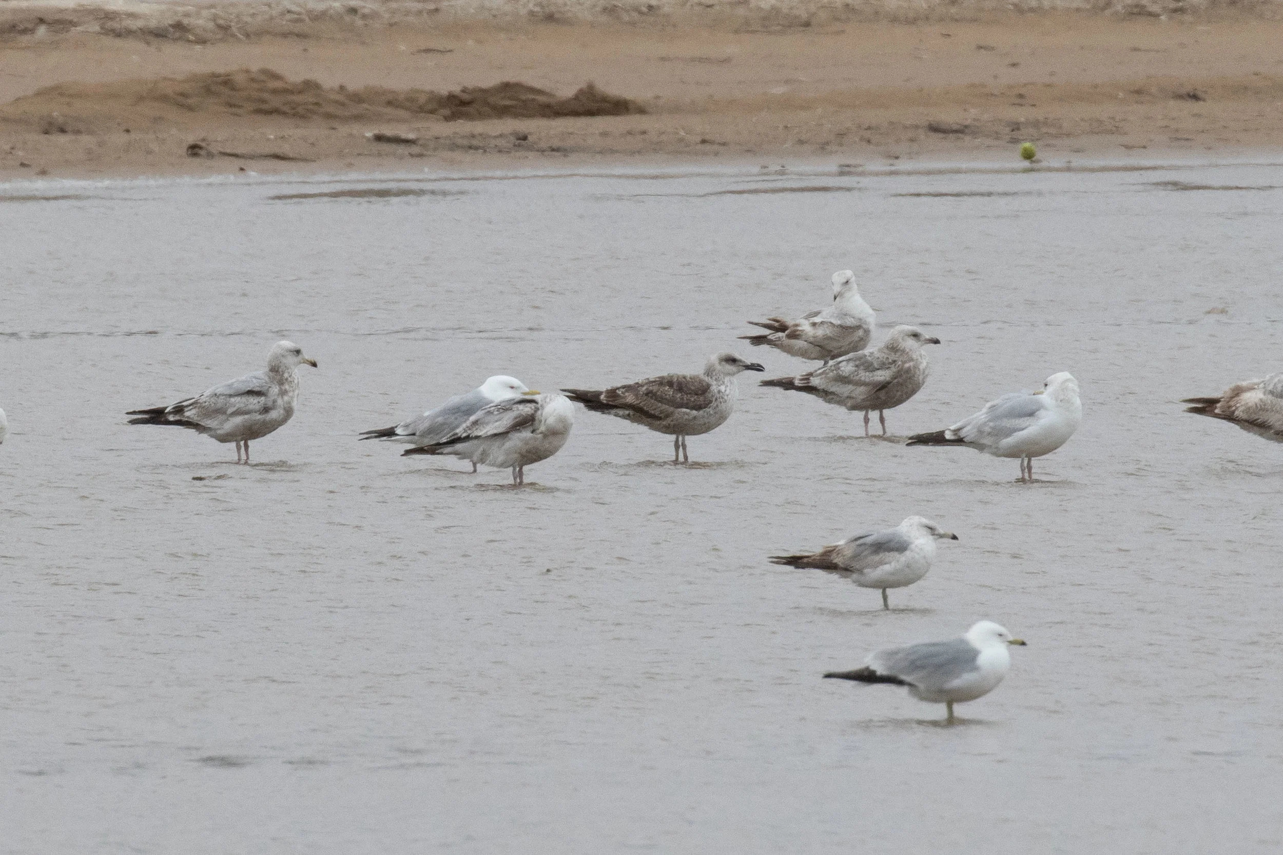 Lesser Black-backed Gull
