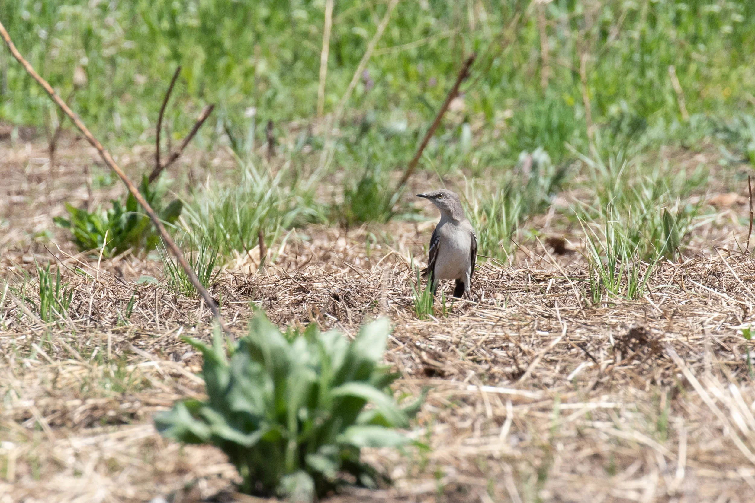 Northern Mockingbird