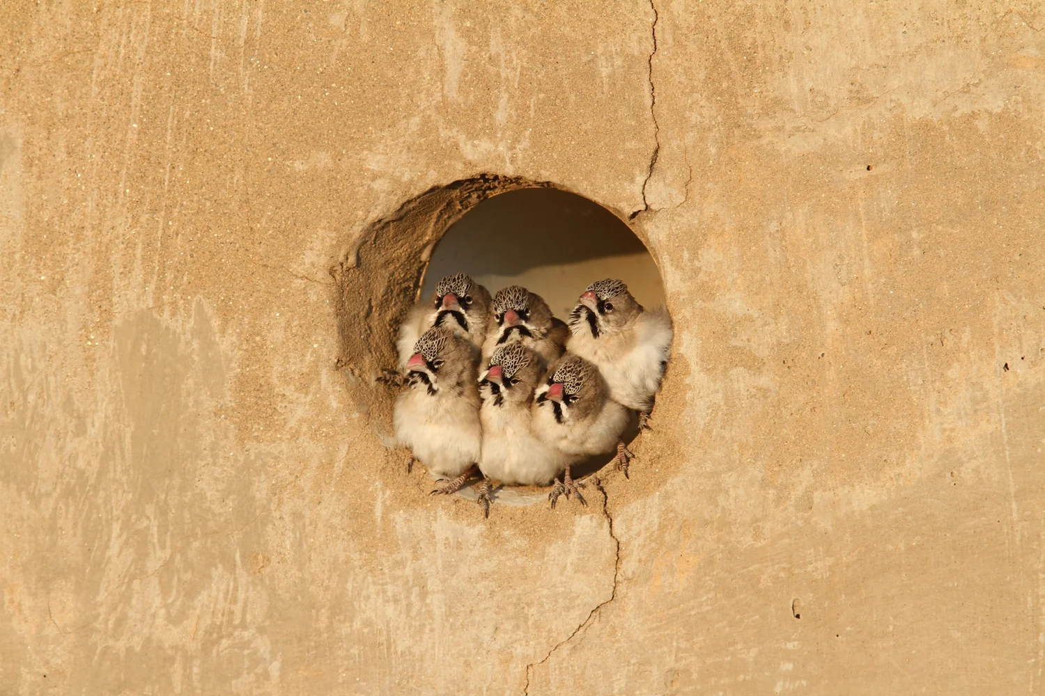 Bird Nest Tours: Ultimate Guide to Unforgettable Wildlife Adventures