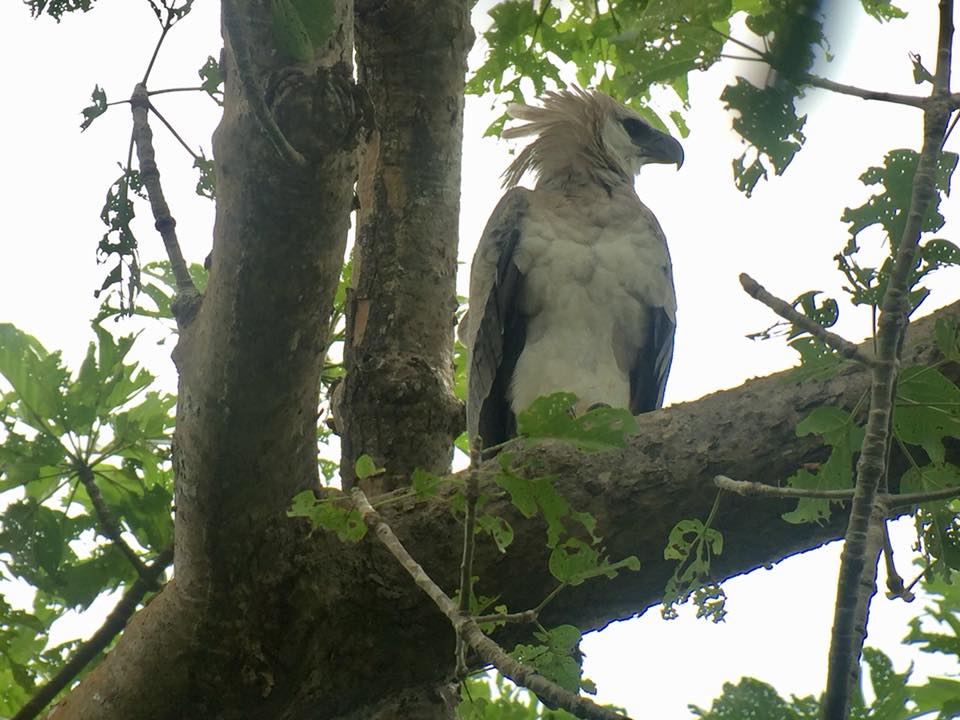Panama's National Bird — Red Hill Birding