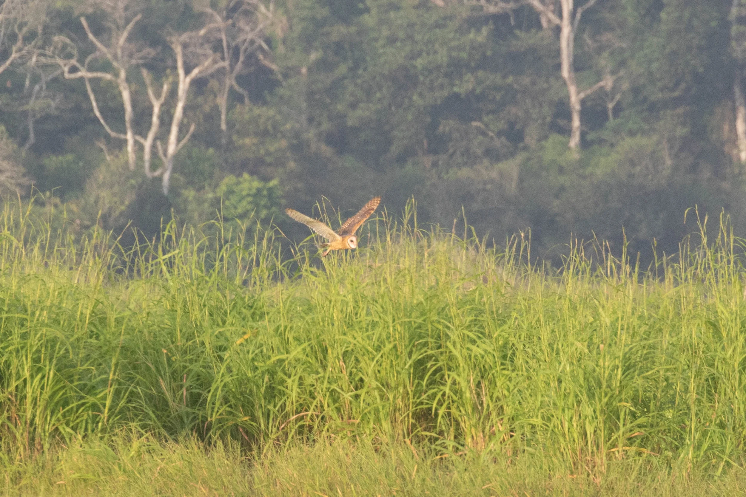 Barn Owl