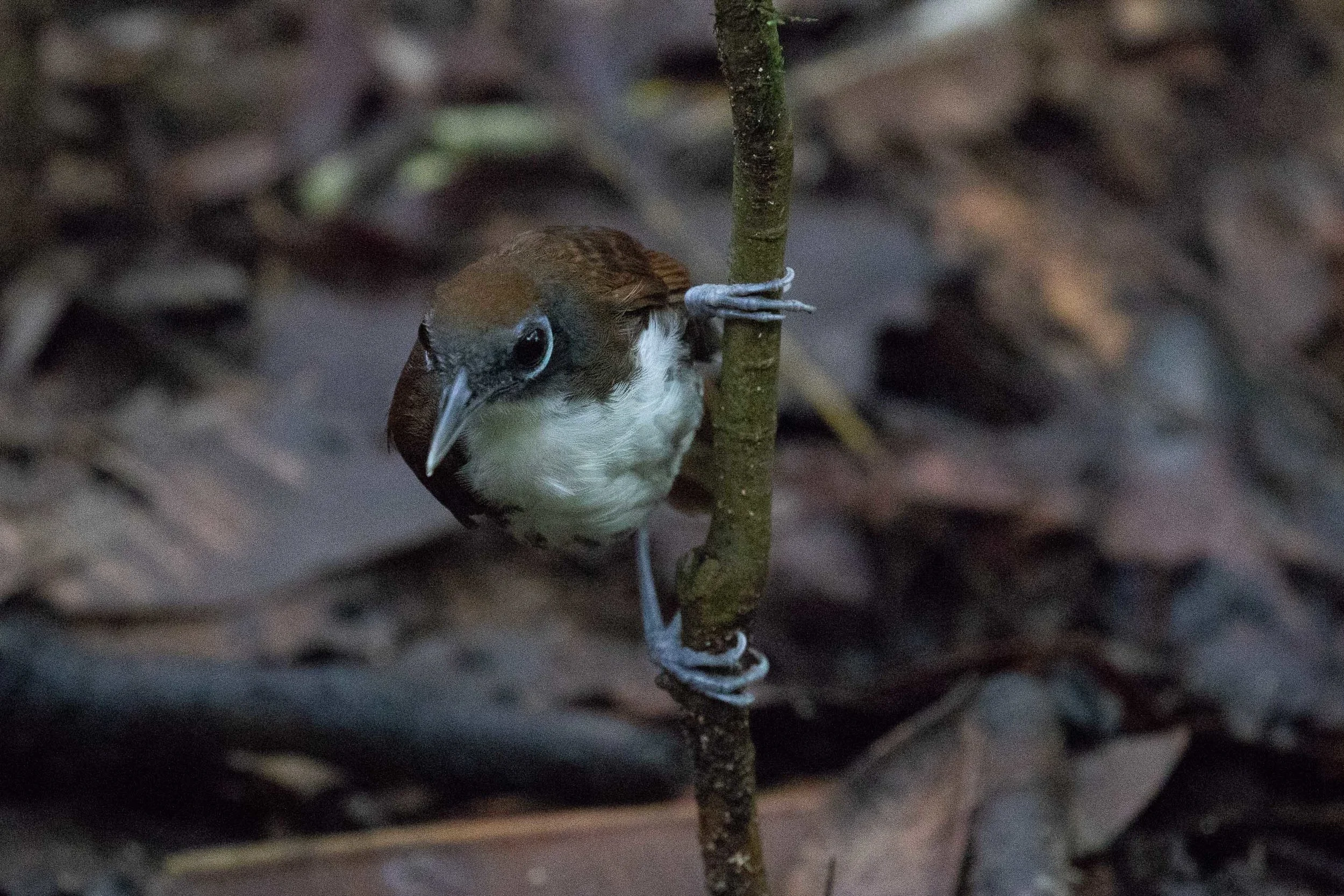 Bicolored Antbird