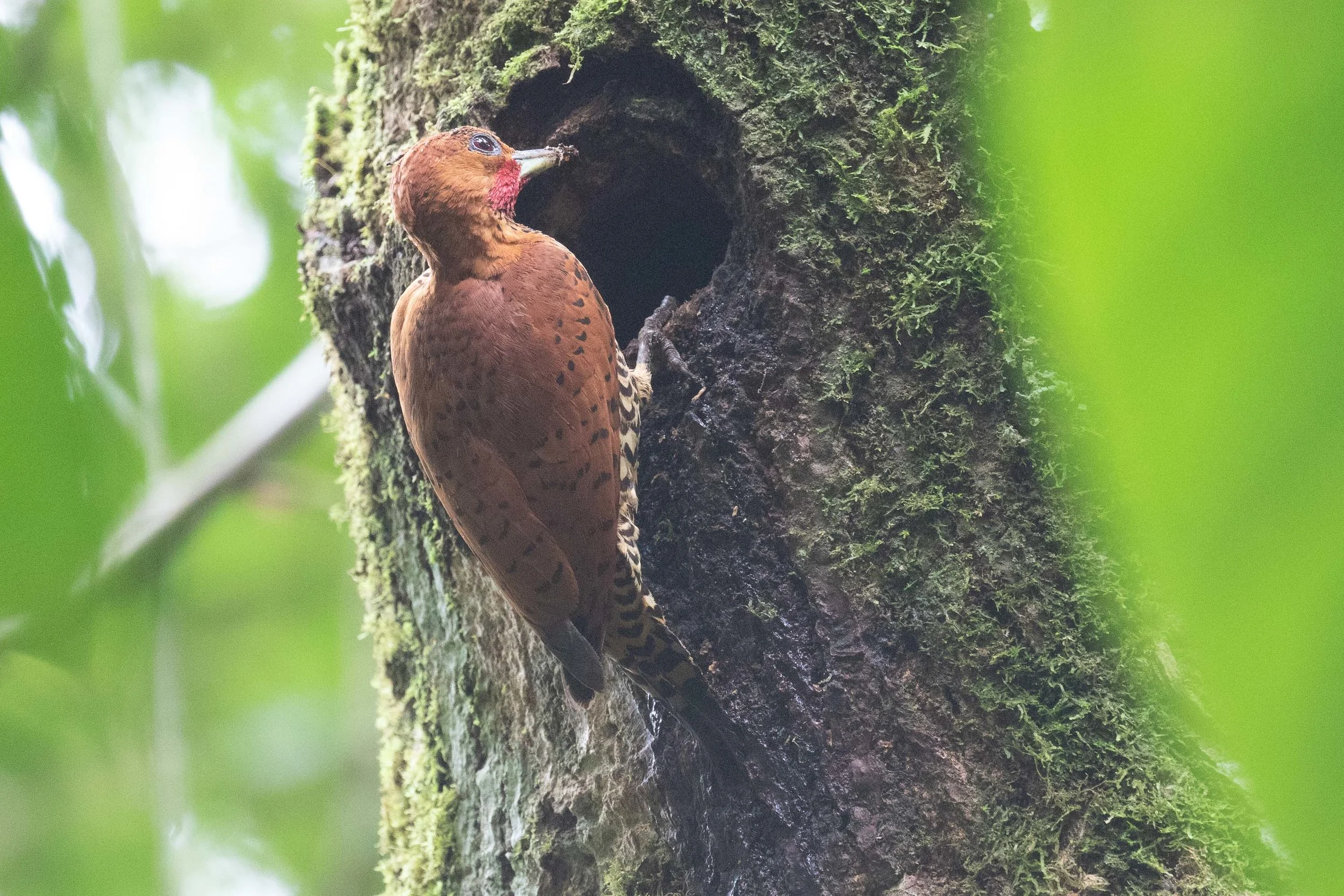 Cinnamon Woodpecker