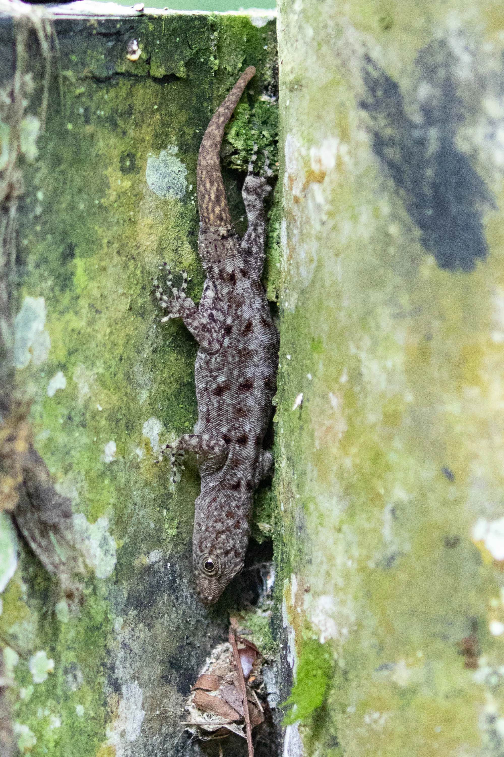 Gecko