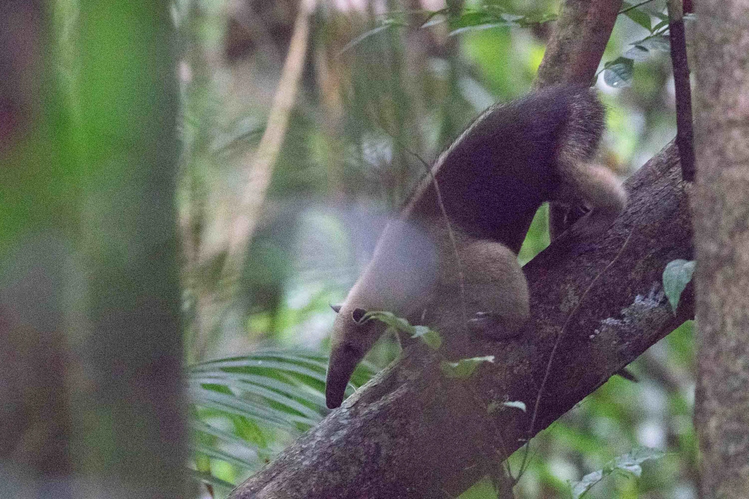 Northern Tamandua