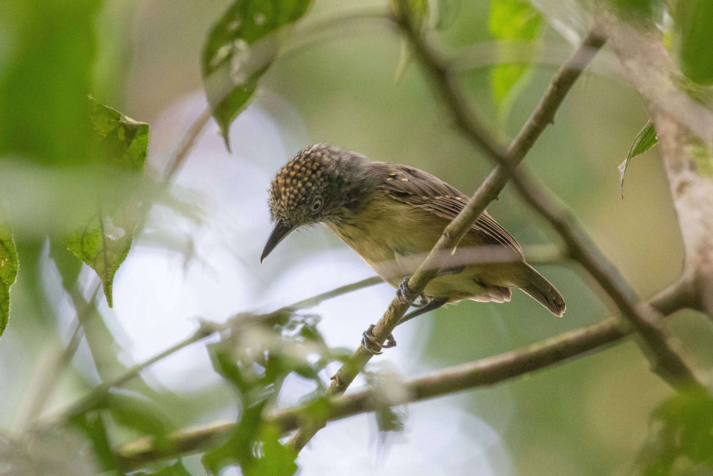 Spot-crowned Antvireo
