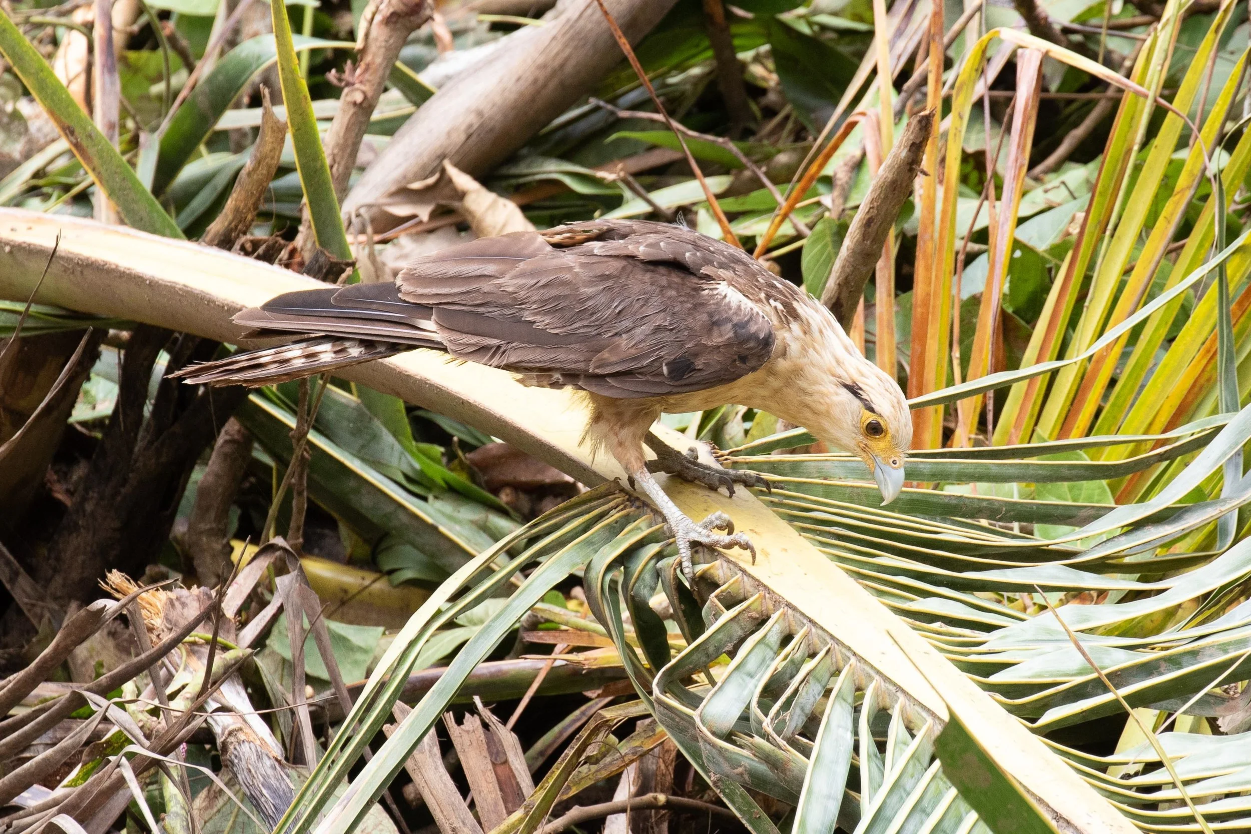 Yellow-headed Caracara