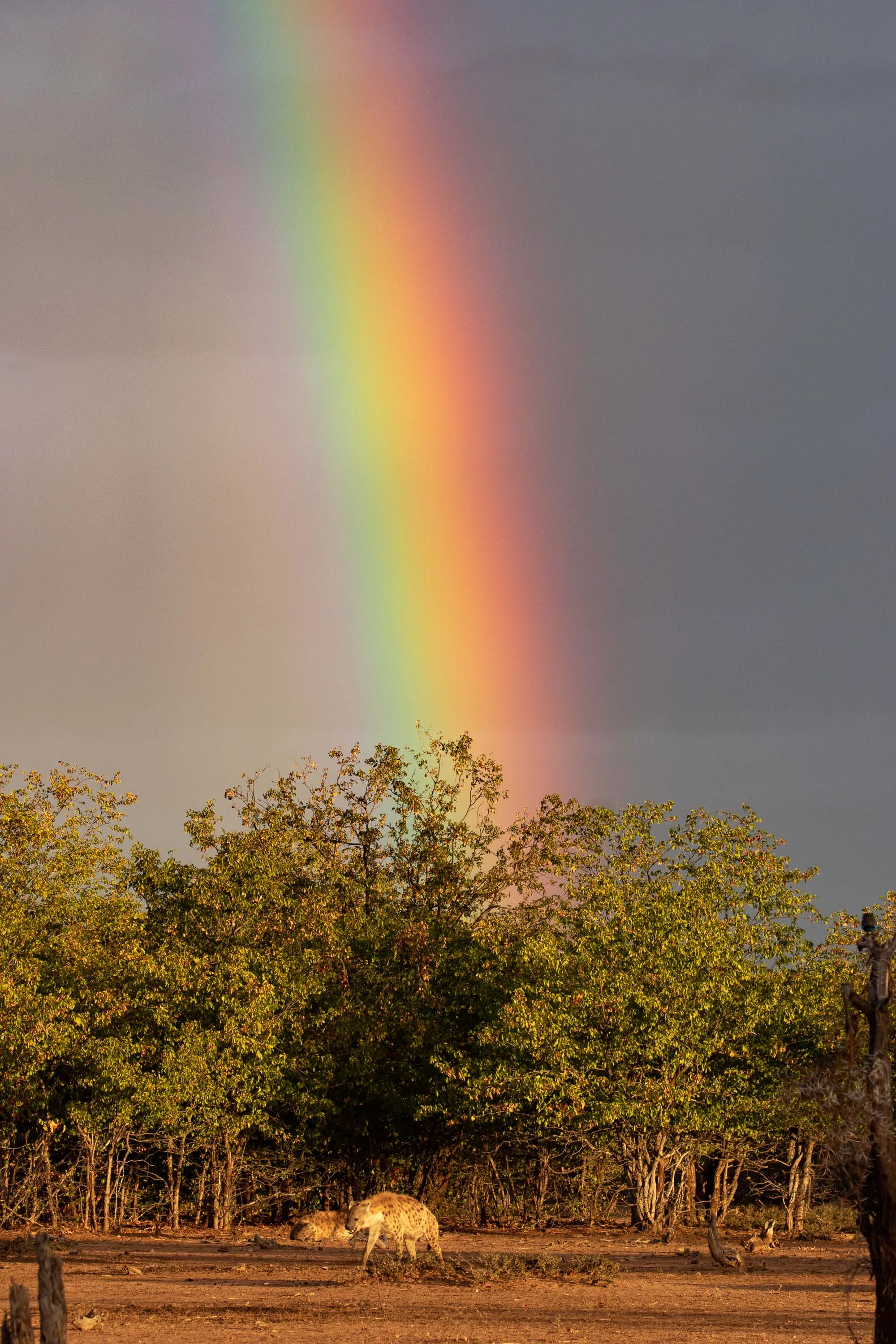 One of many unforgettable moments from the trip: Spotted Hyena pot o' gold at the end of a glorious rainbow,.