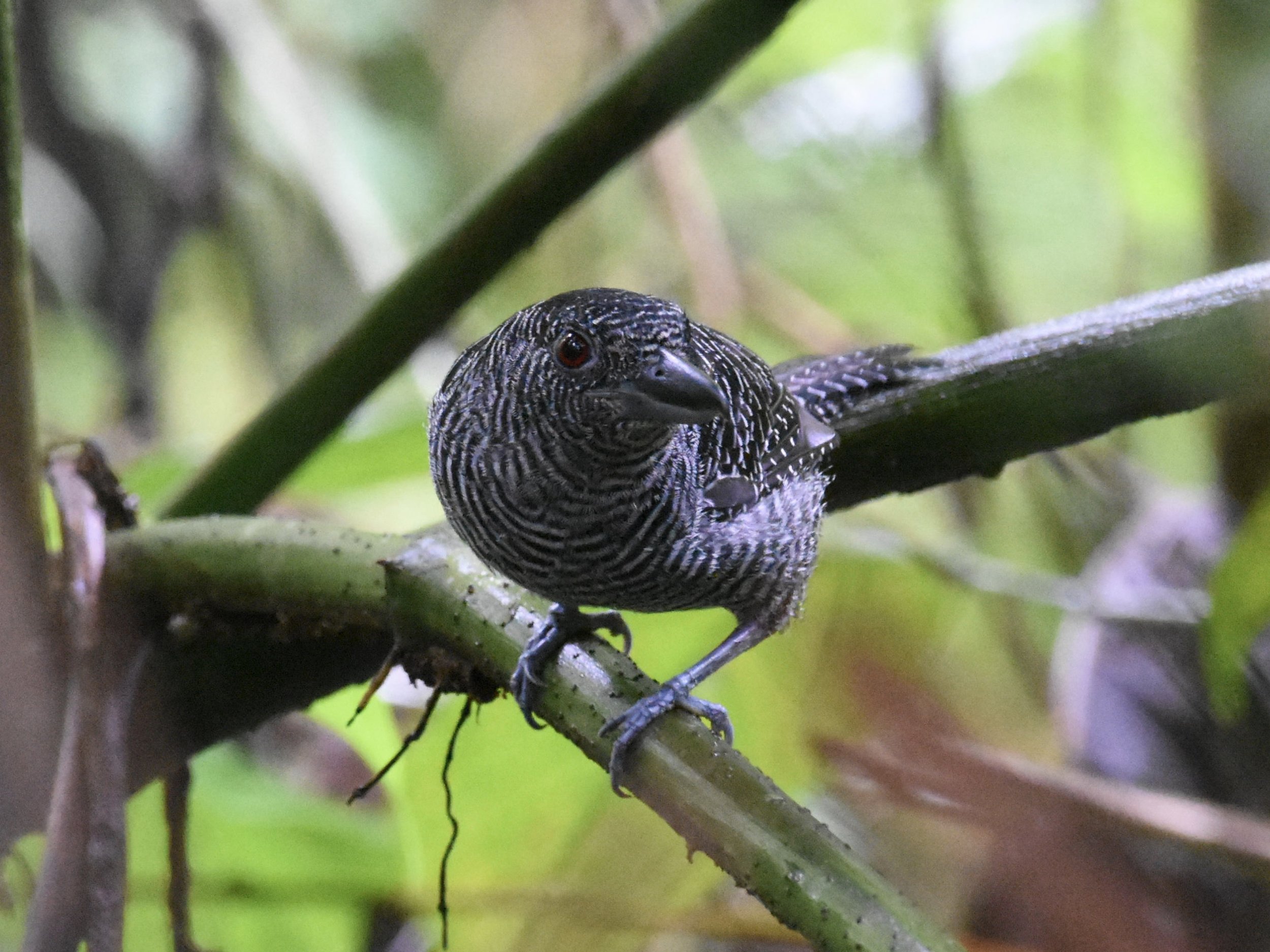 Fasciated Antshrike