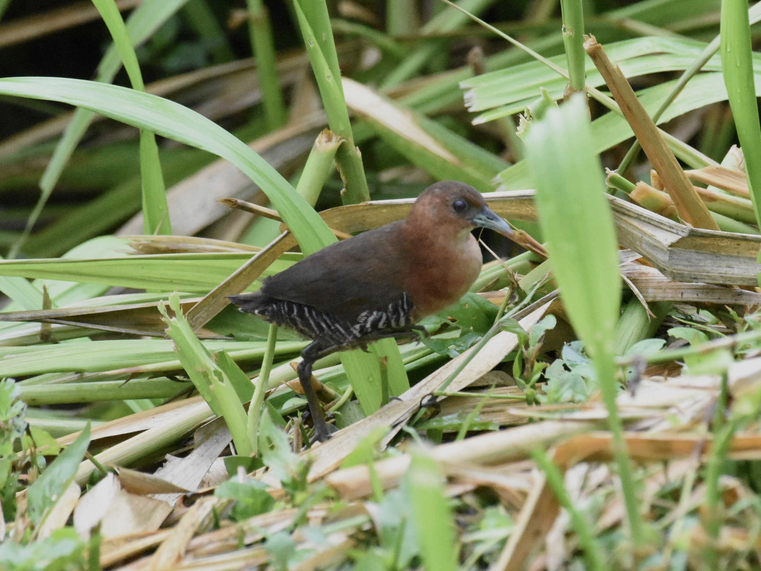 White-throated Crake