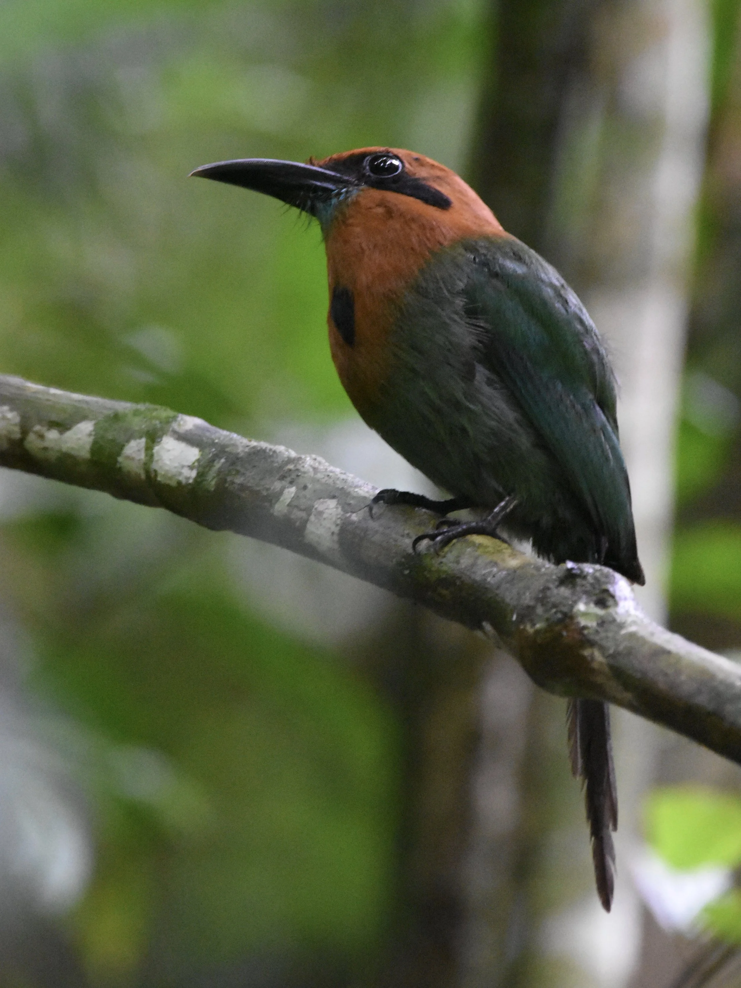 Broad-billed Motmot