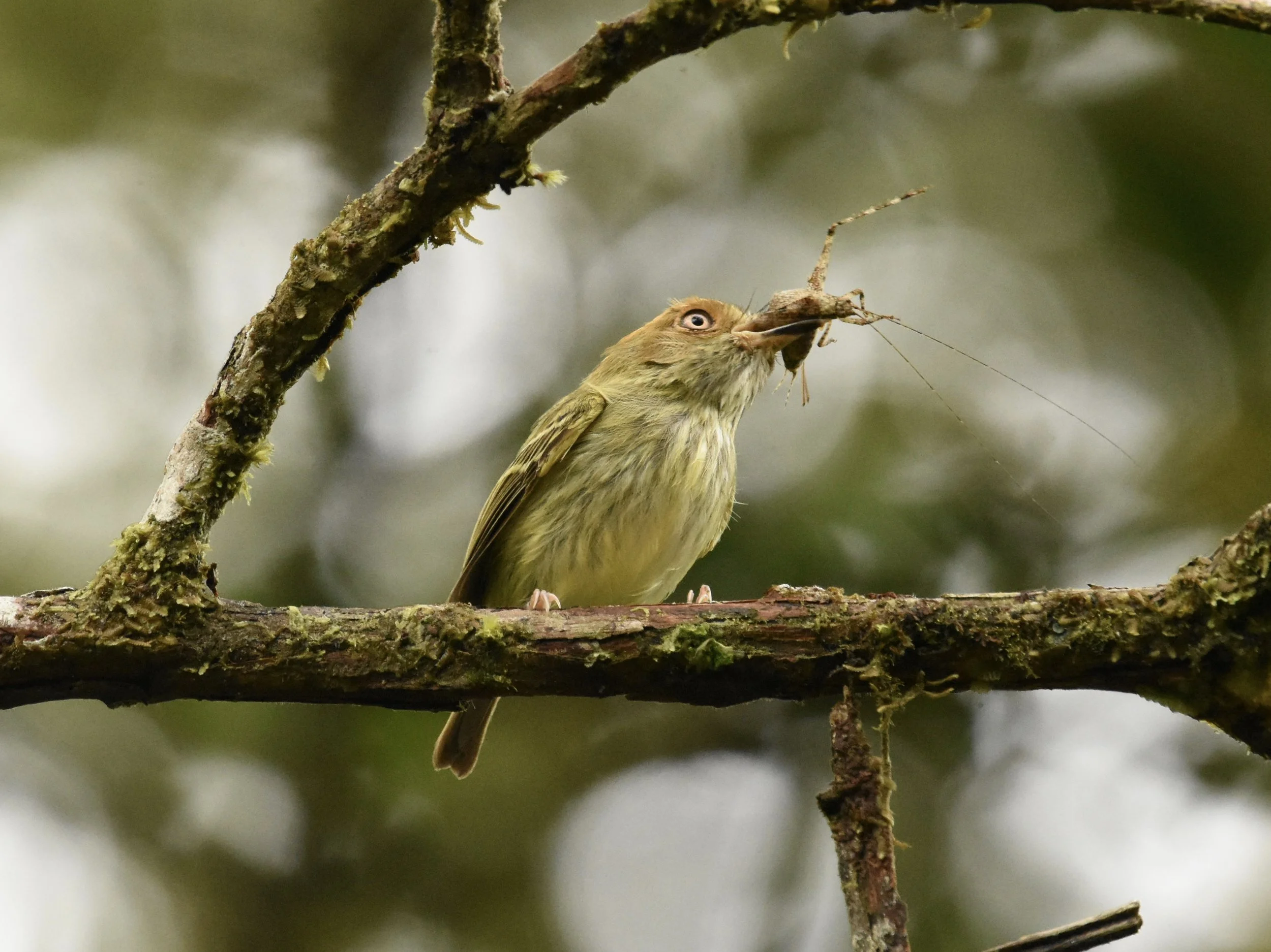Scale-crested Pygmy-Tyrant