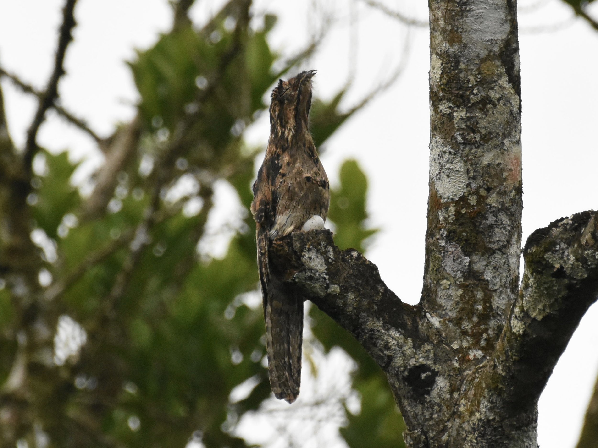 Common Potoo with egg
